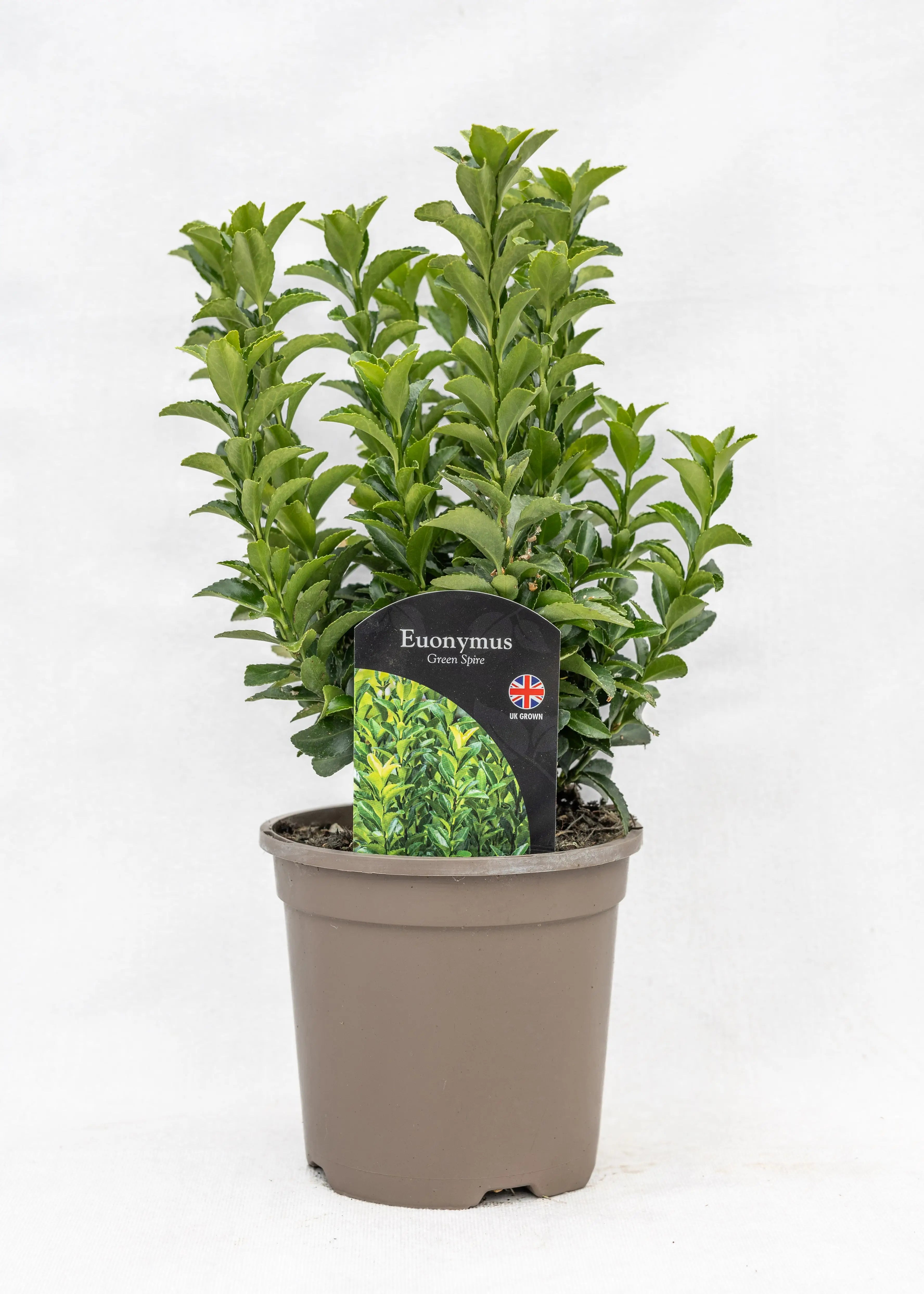 Euonymus 'Green Spire'