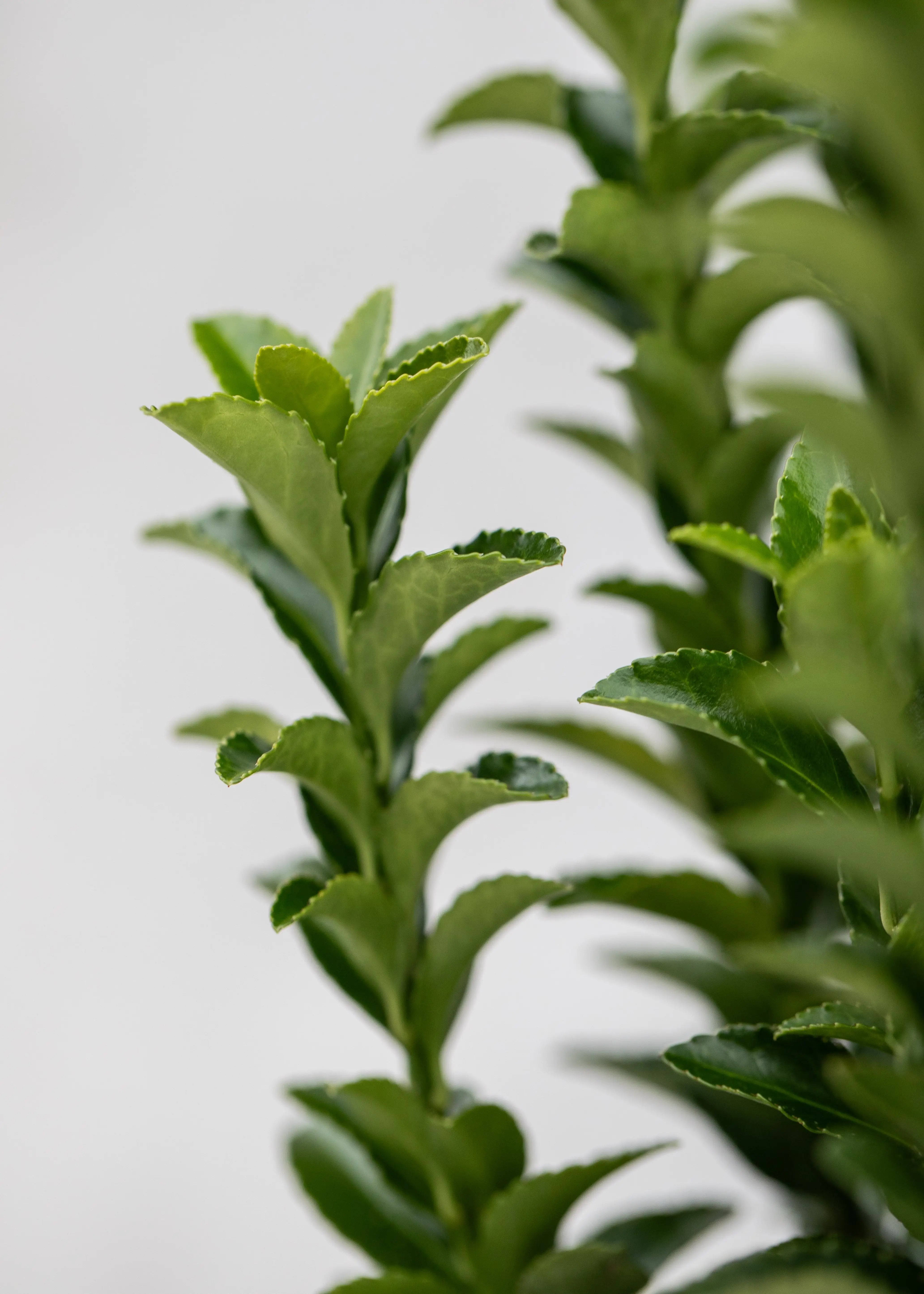 Euonymus 'Green Spire'