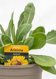 Gaillardia aristata 'Arizona Apricot'