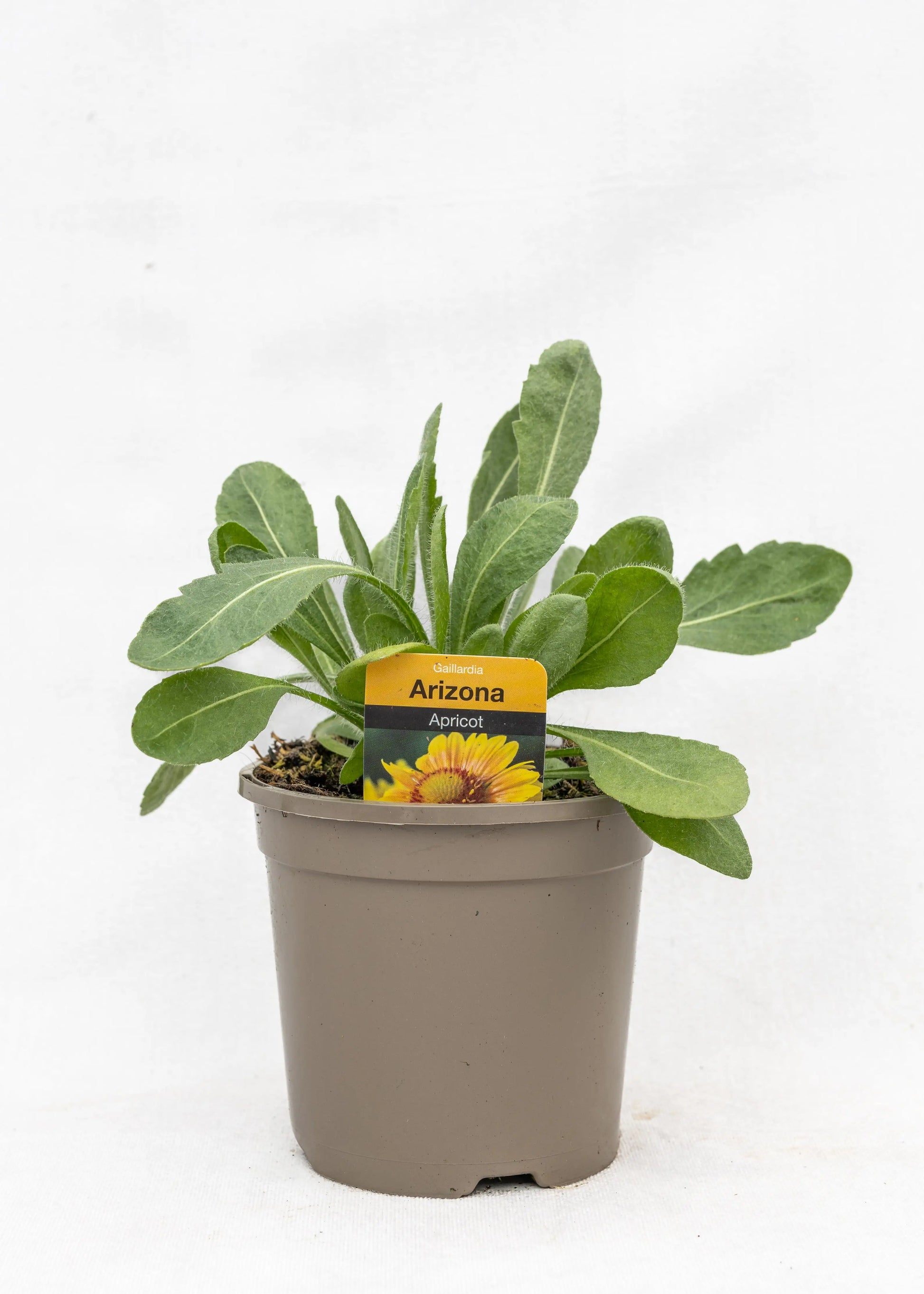 Gaillardia aristata 'Arizona Apricot'