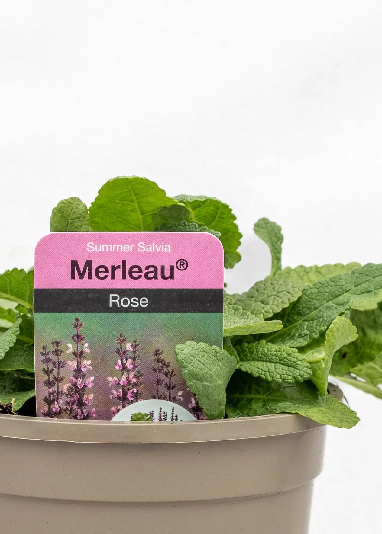 Salvia 'Merleau Rose'