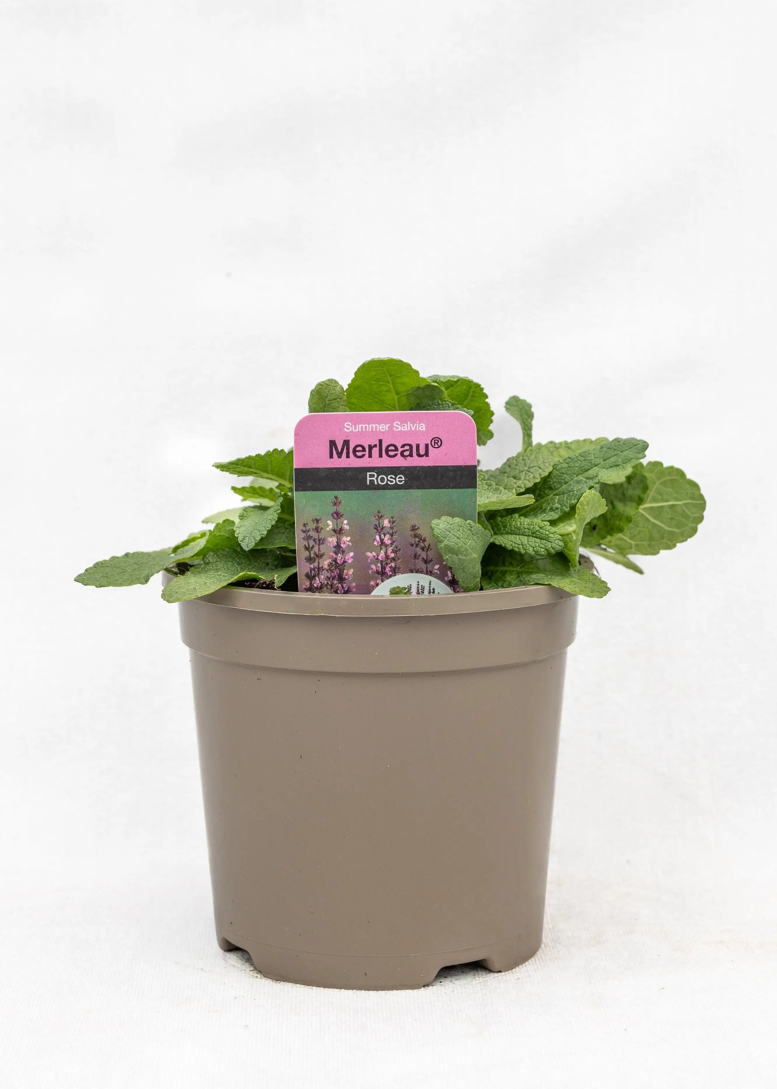 Salvia 'Merleau Rose'