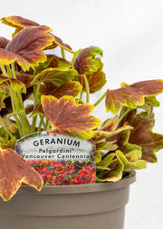 Geranium Variegated 'Vancouver Centennial'