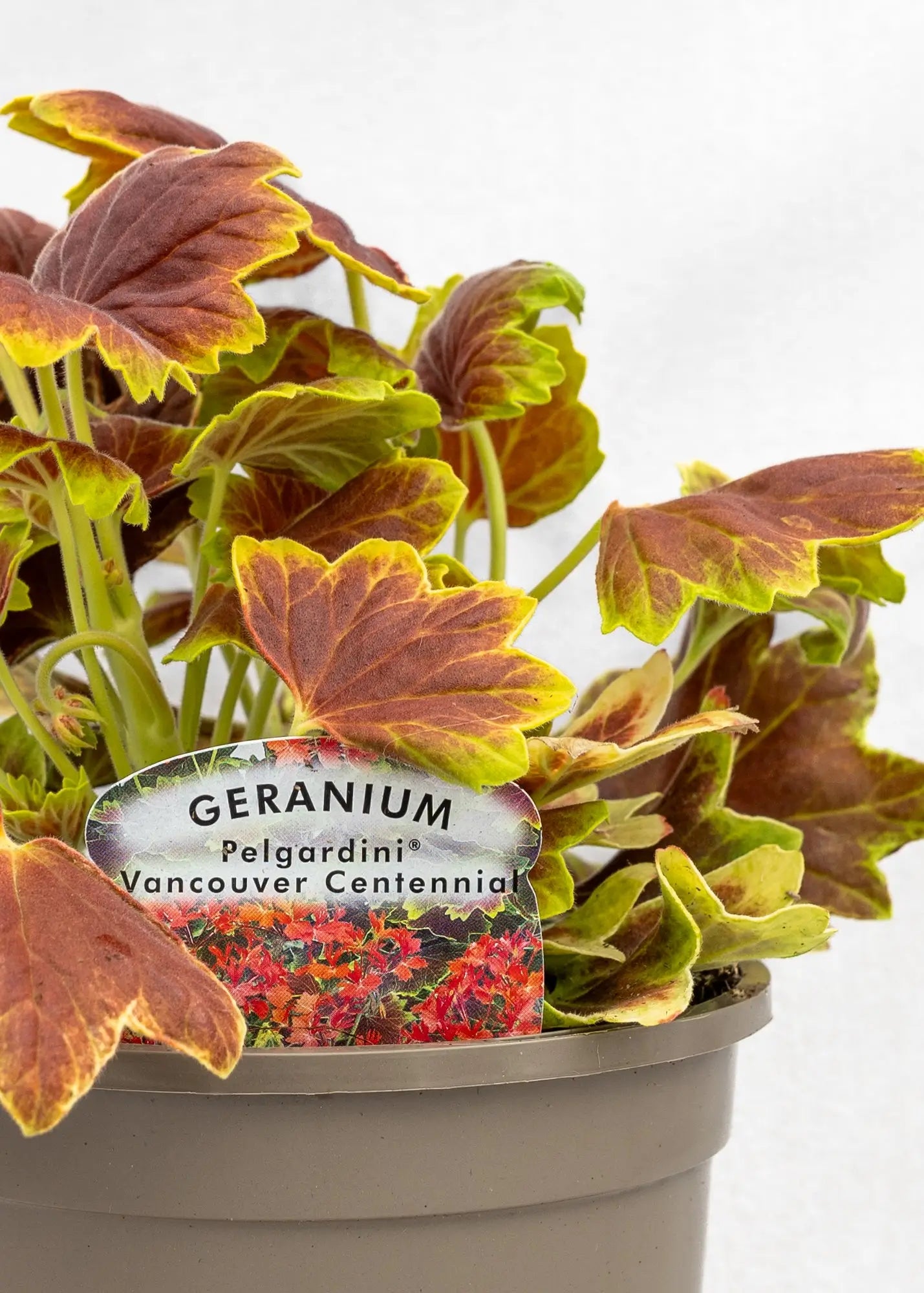 Geranium Variegated 'Vancouver Centennial'