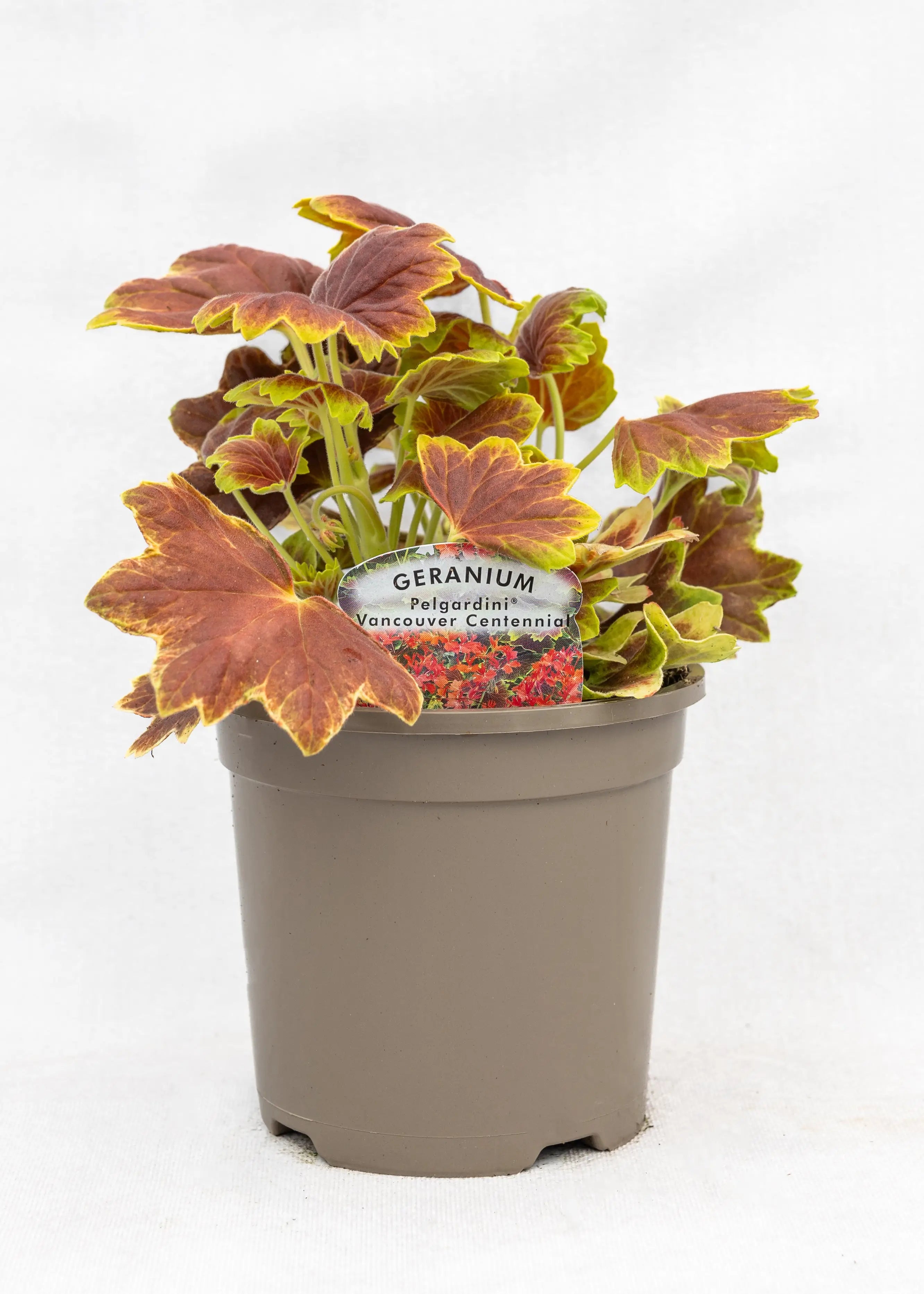 Geranium Variegated 'Vancouver Centennial'