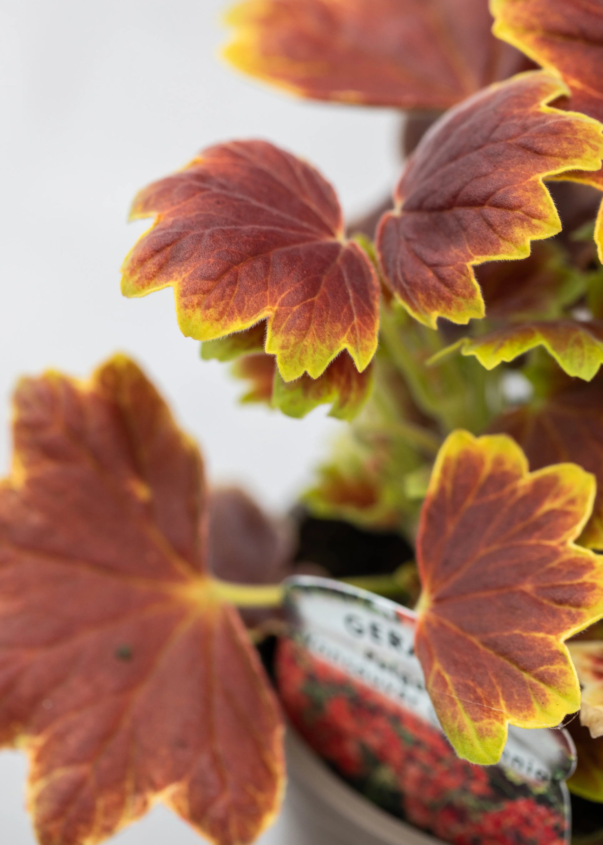 Geranium Variegated 'Vancouver Centennial'