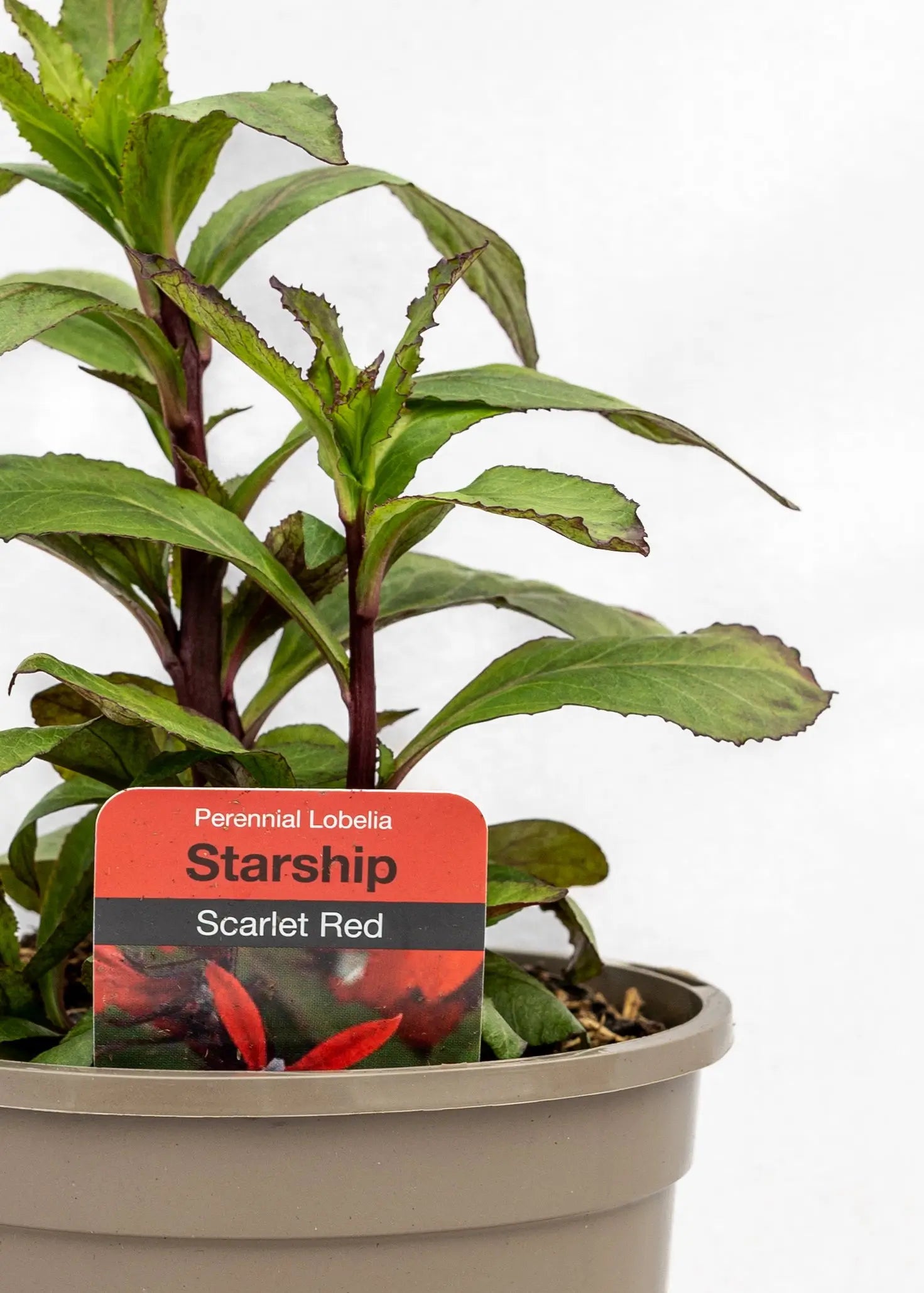 Lobelia 'Starship Scarlet'