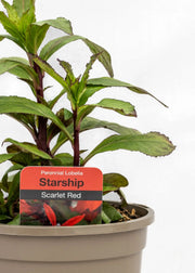 Lobelia 'Starship Scarlet'