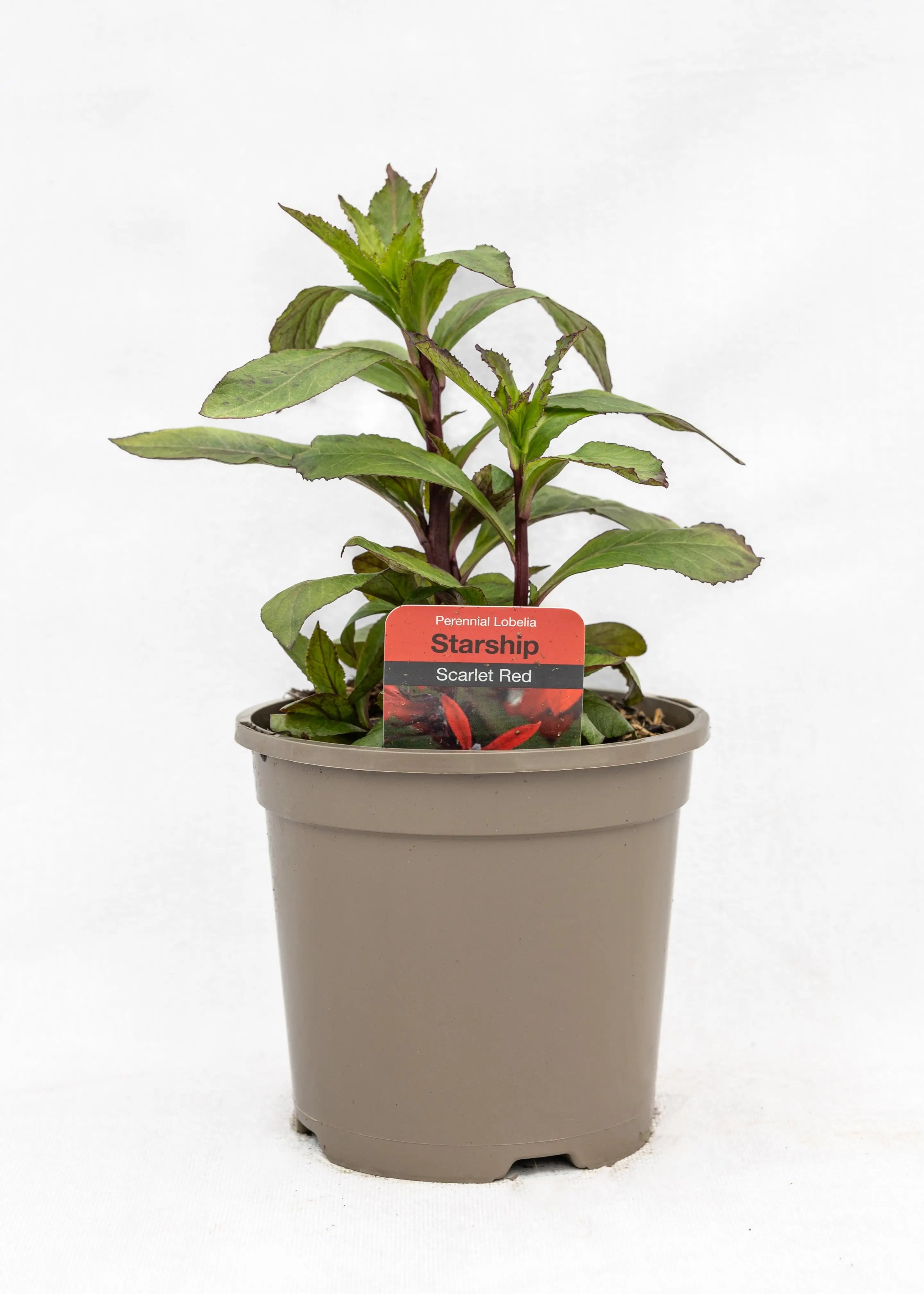 Lobelia 'Starship Scarlet'