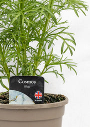 Cosmos bipinnatus 'Casanova White'