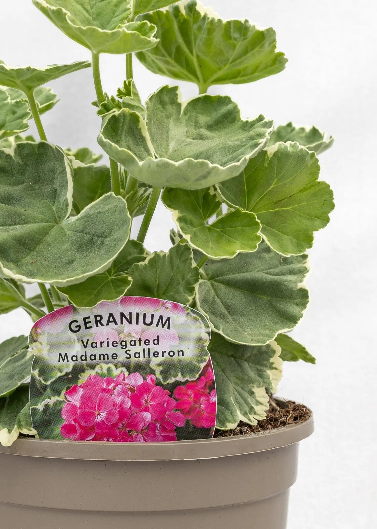Geranium Variegated 'Madame Salleron'
