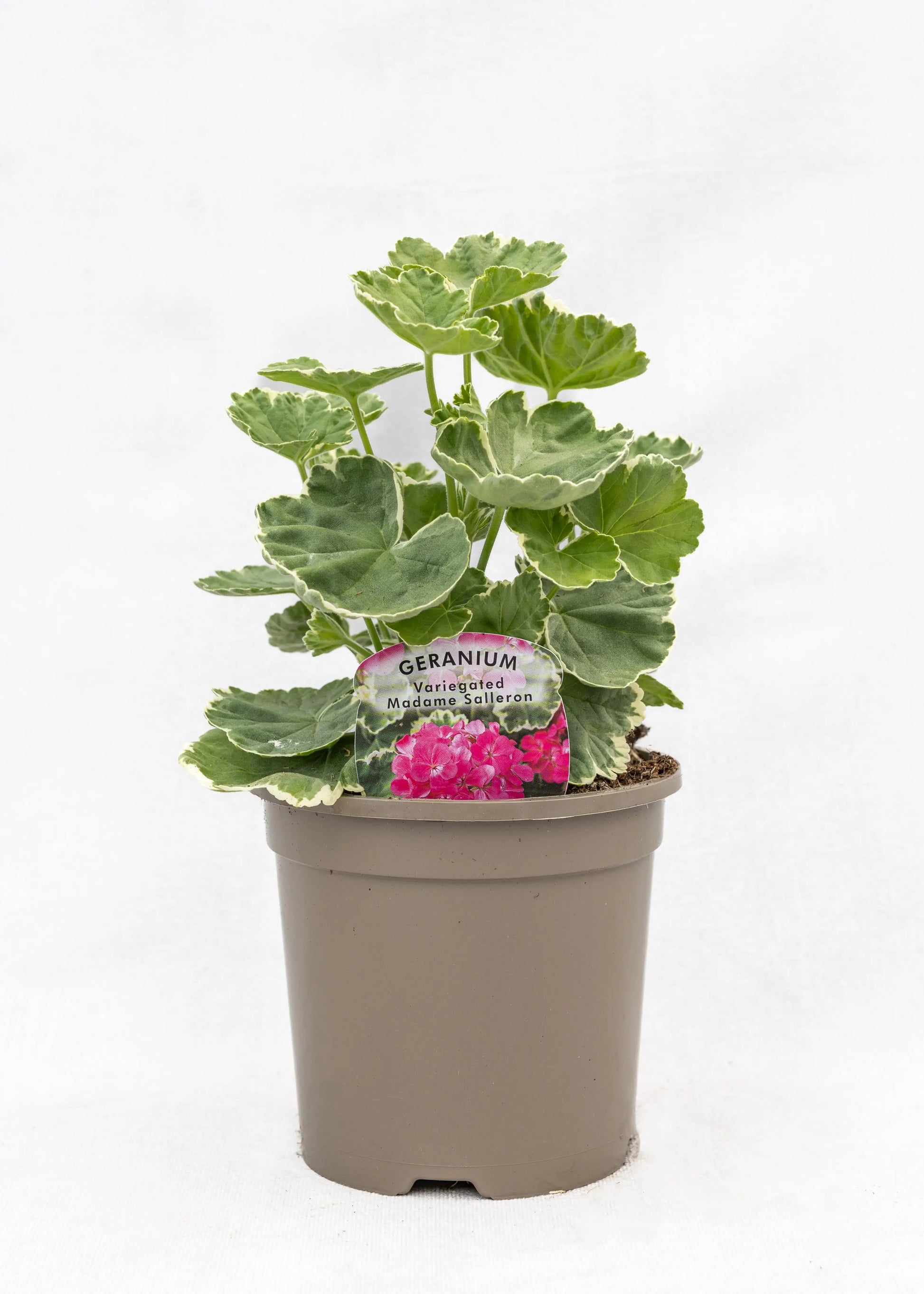Geranium Variegated 'Madame Salleron'