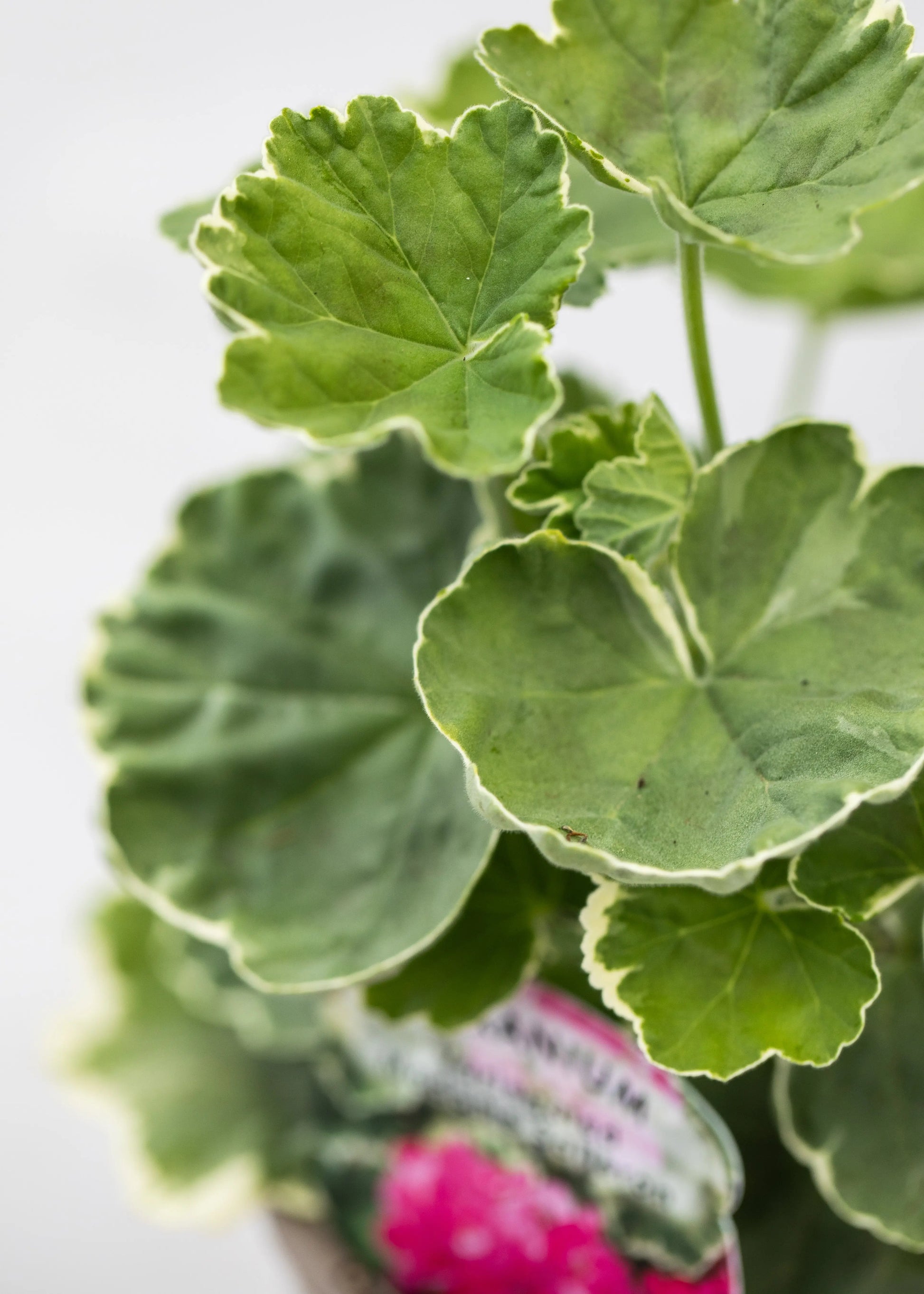 Geranium Variegated 'Madame Salleron'