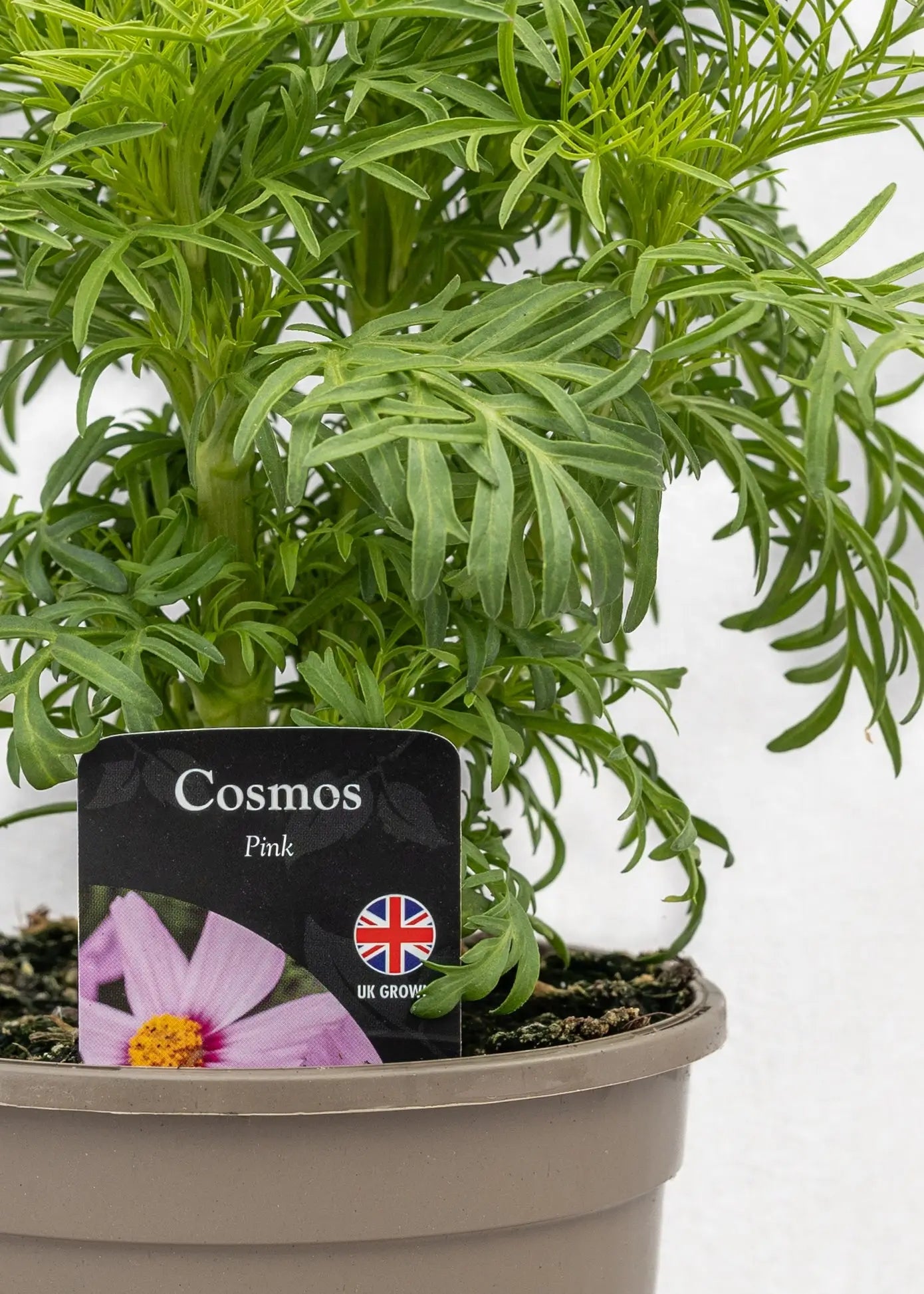 Cosmos bipinnatus 'Casanova Pink'