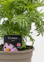 Cosmos bipinnatus 'Casanova Pink'