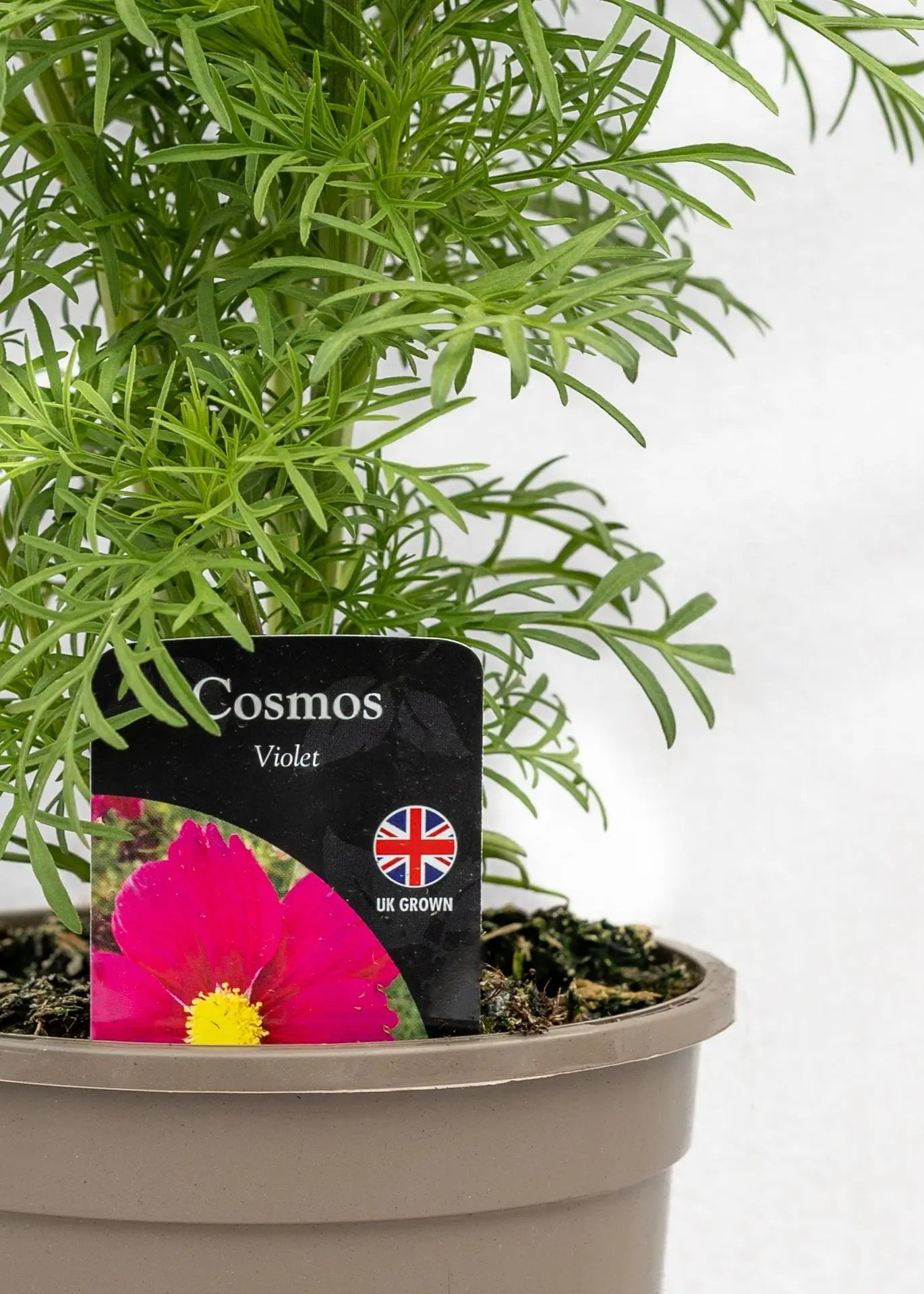 Cosmos bipinnatus 'Casanova Violet'
