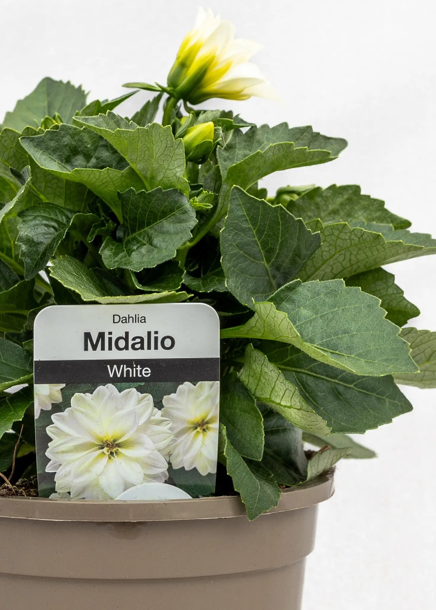 Dahlia 'Midalio White'