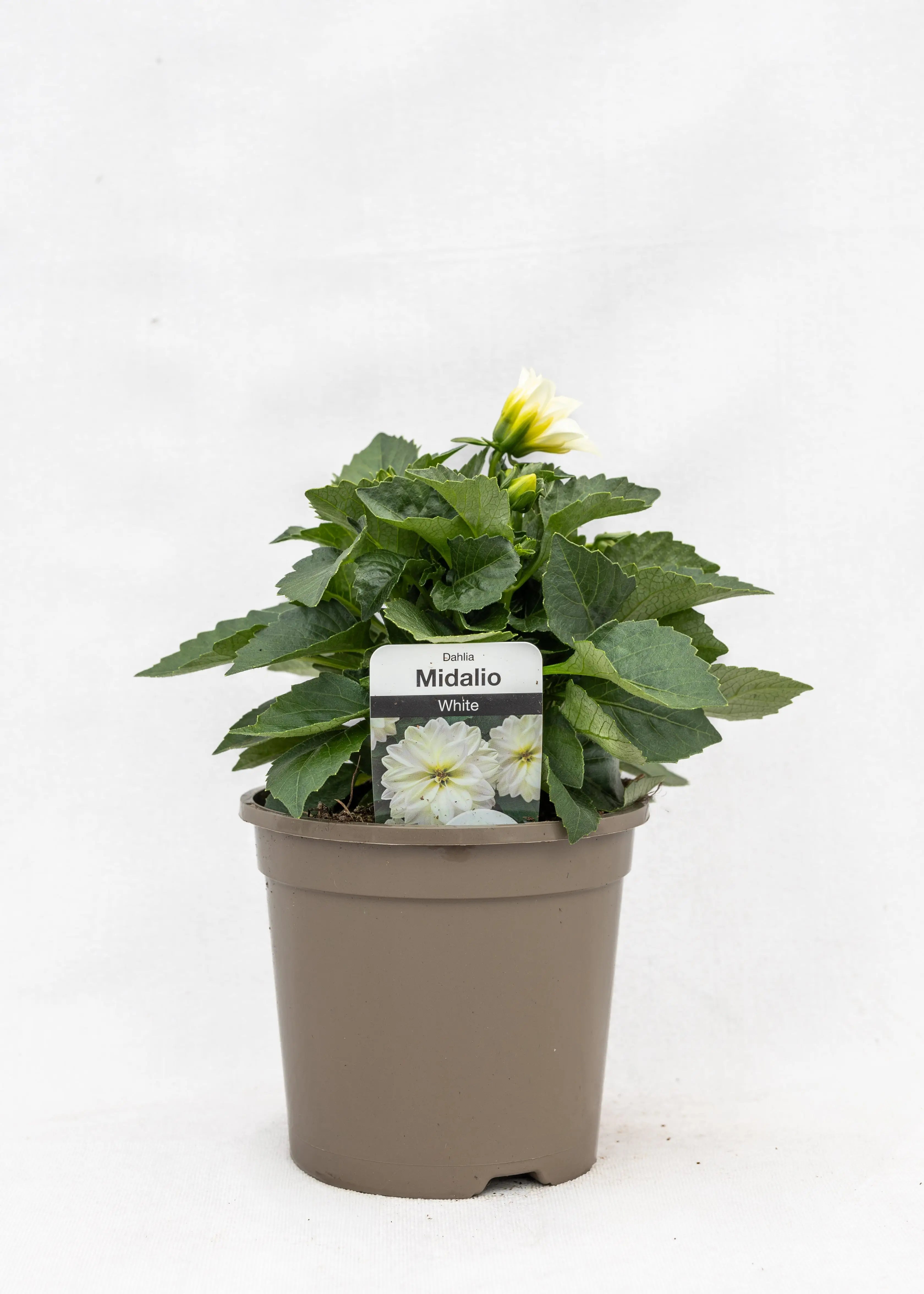 Dahlia 'Midalio White'