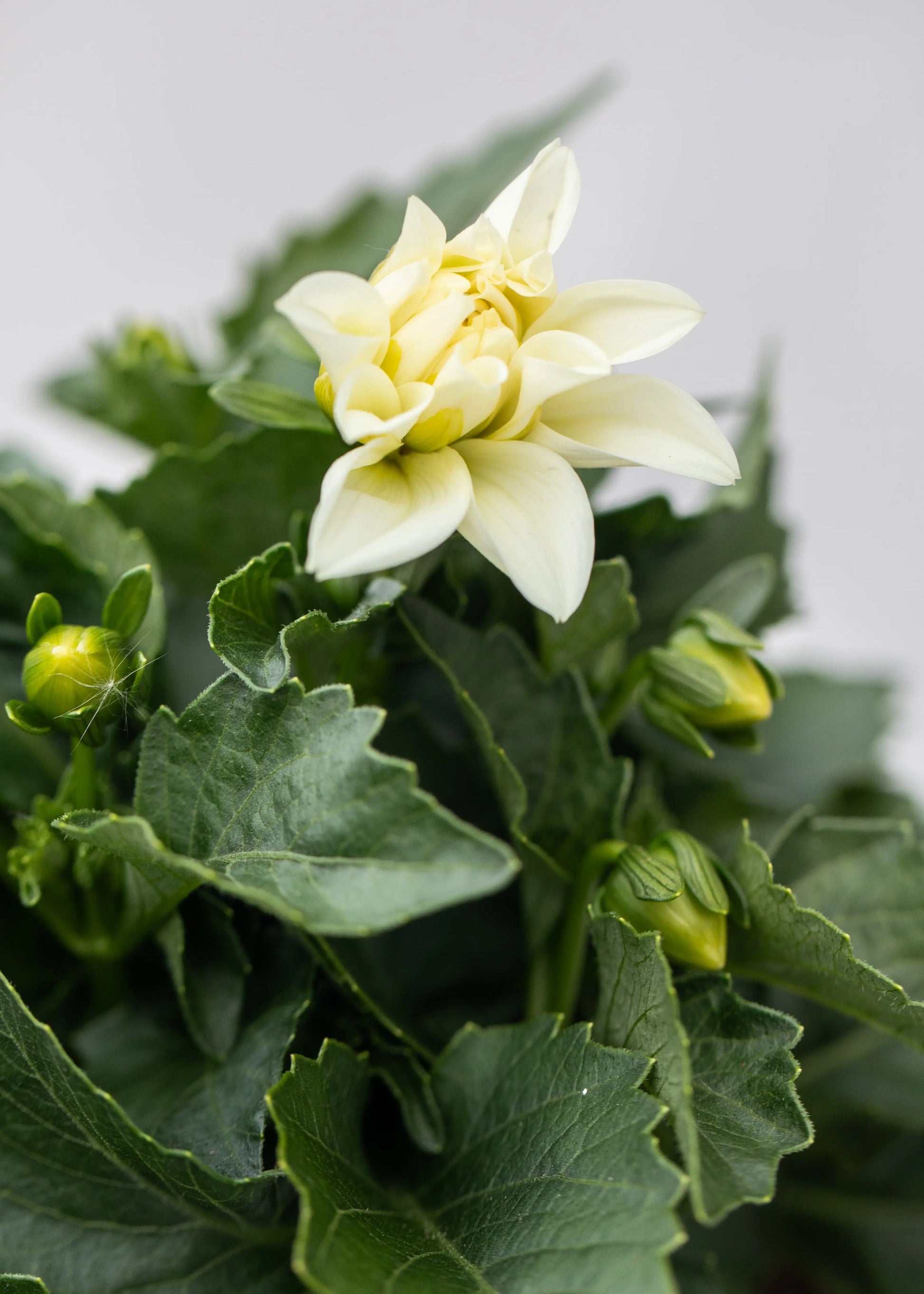 Dahlia 'Midalio White'