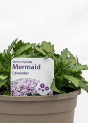 Iberis hybrida 'Mermaid Lavender'