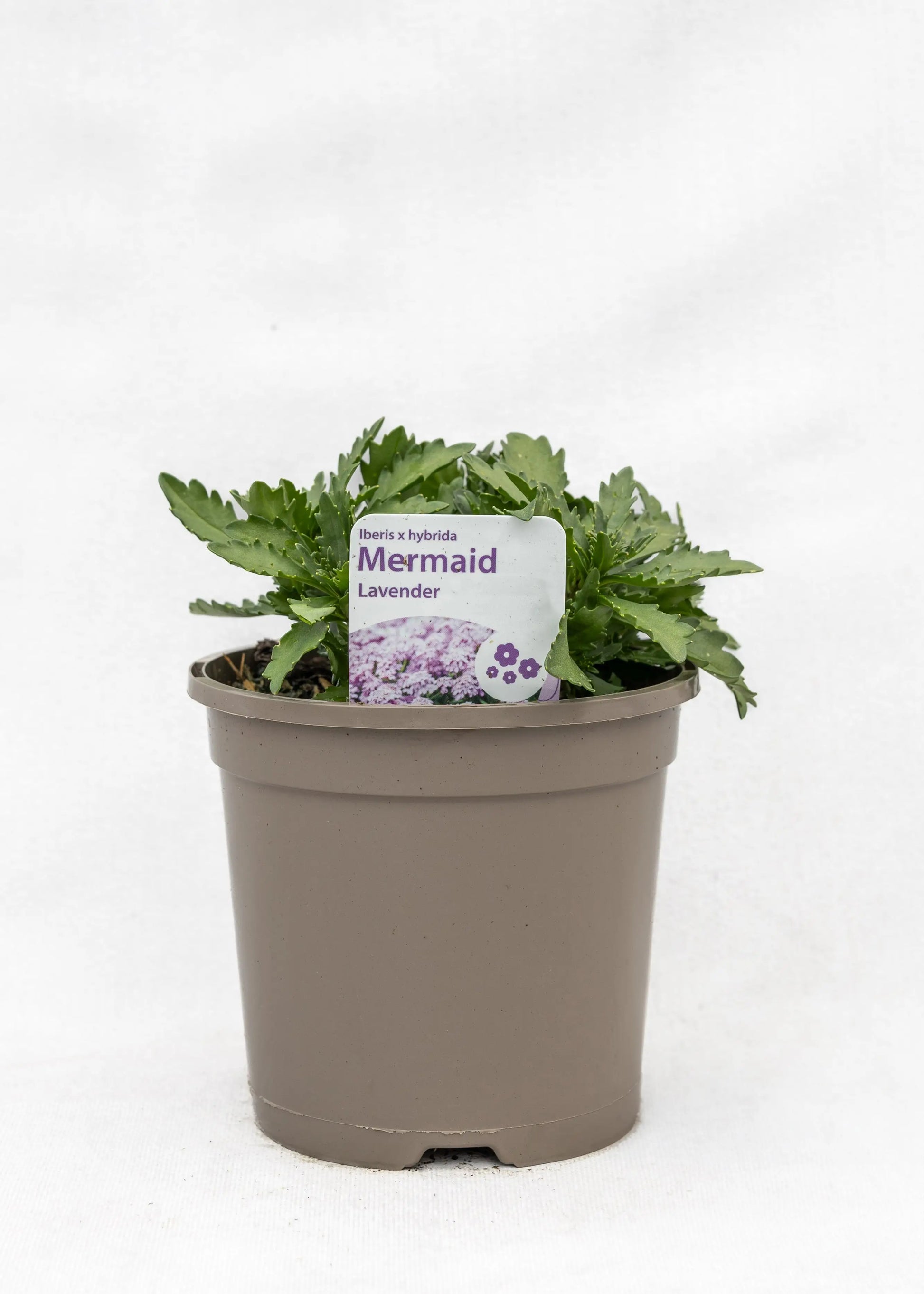 Iberis hybrida 'Mermaid Lavender'