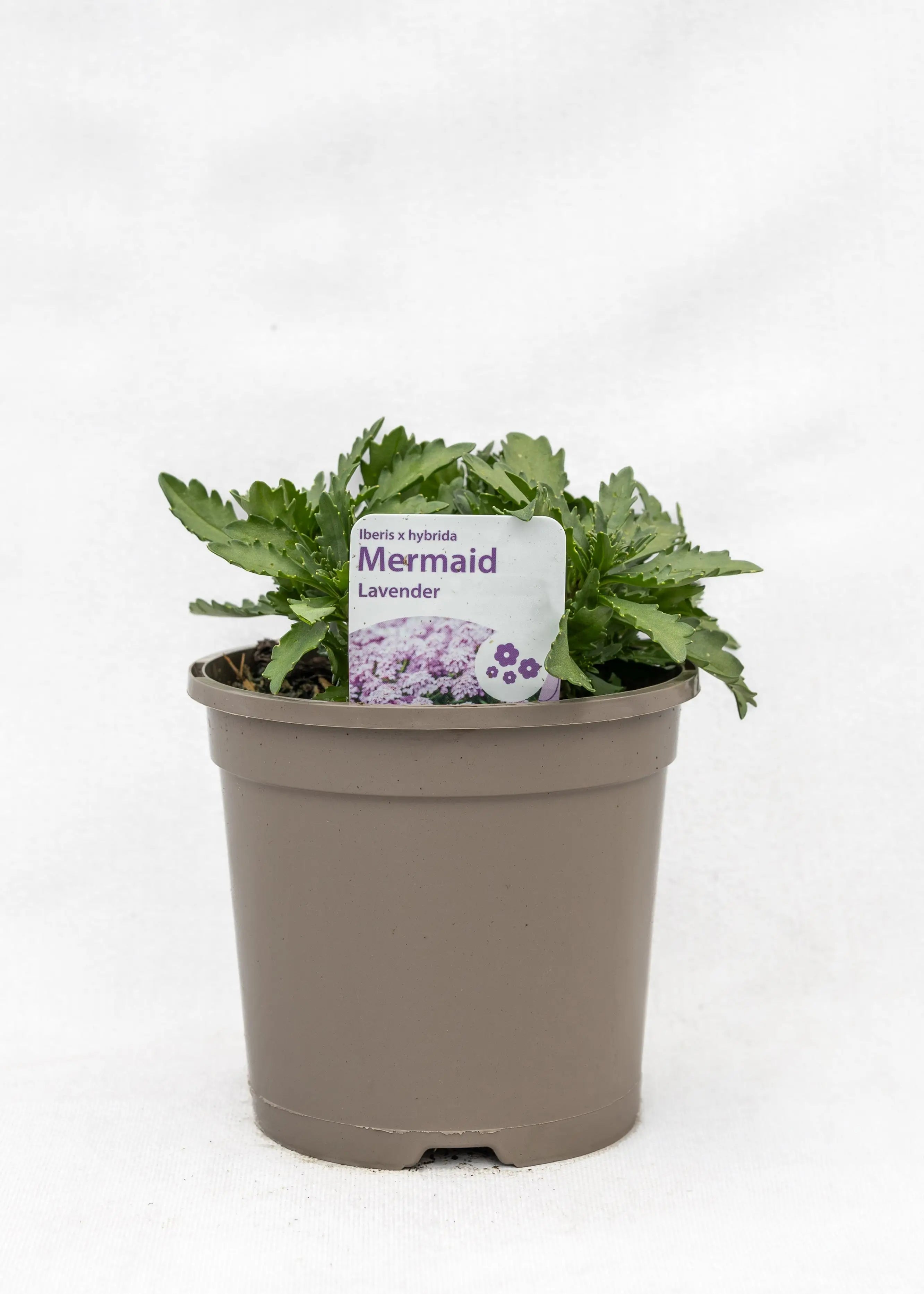 Iberis hybrida 'Mermaid Lavender'