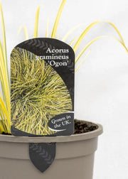 Acorus gramineus 'Ogon'