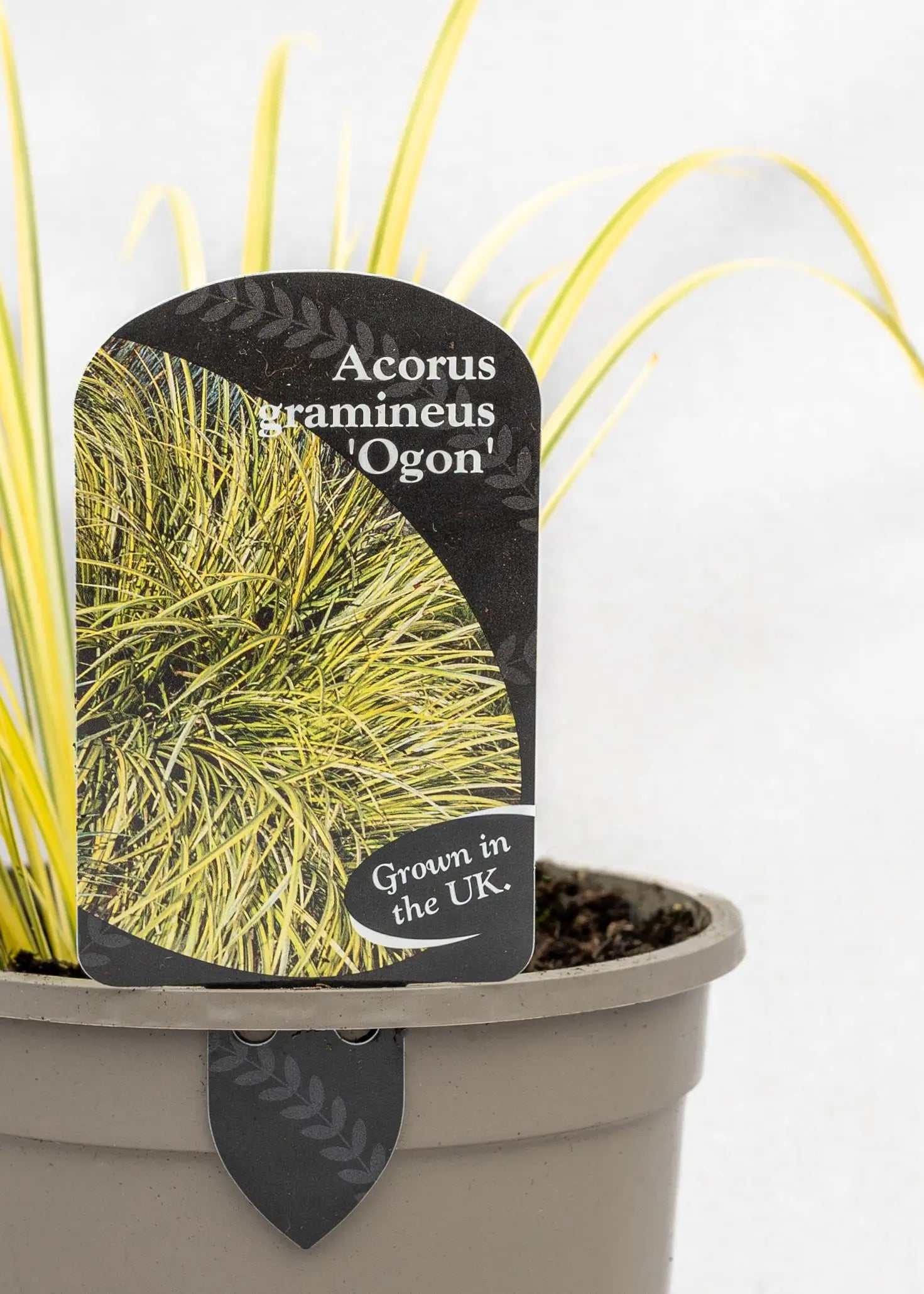 Acorus gramineus 'Ogon'