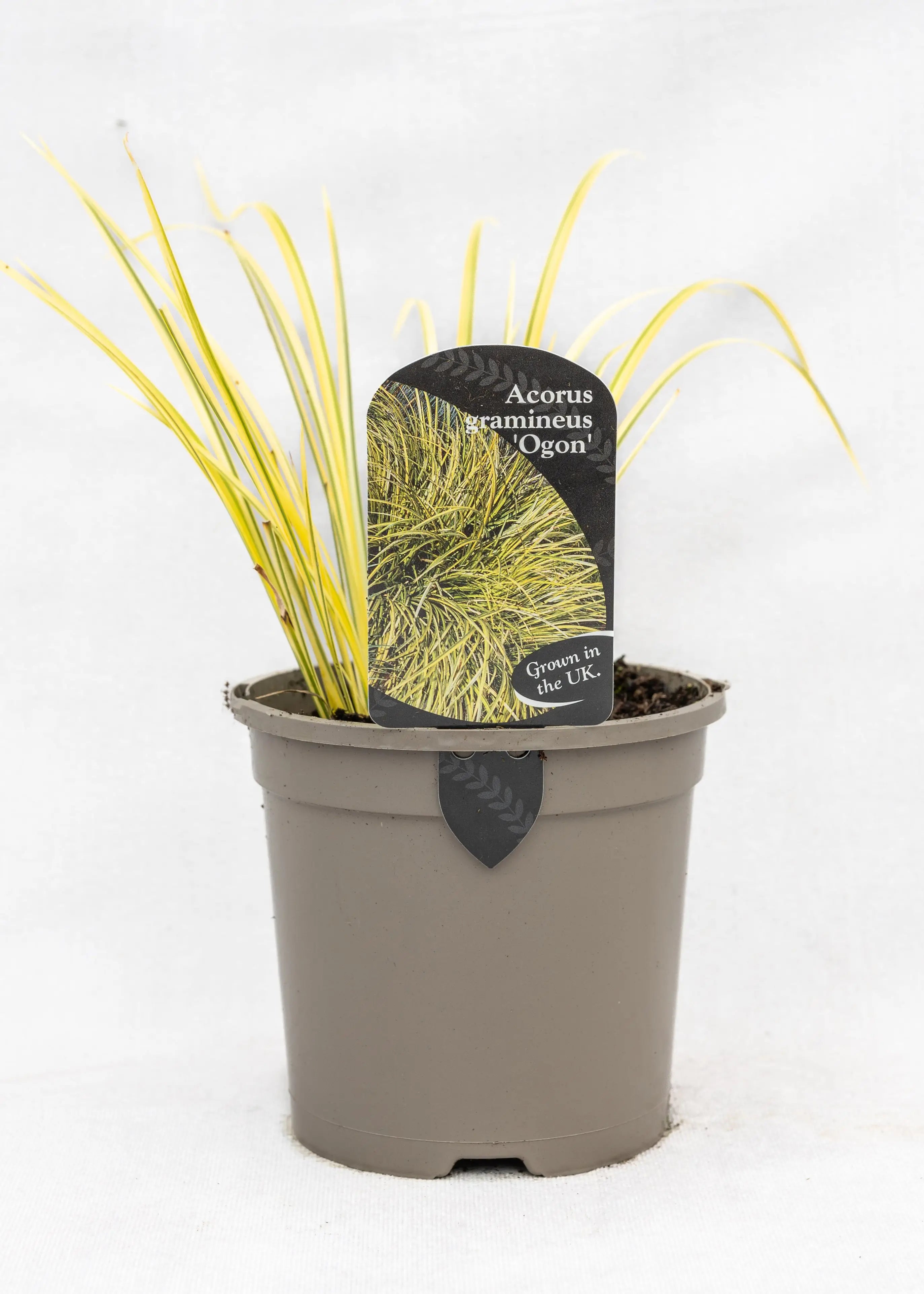 Acorus gramineus 'Ogon'