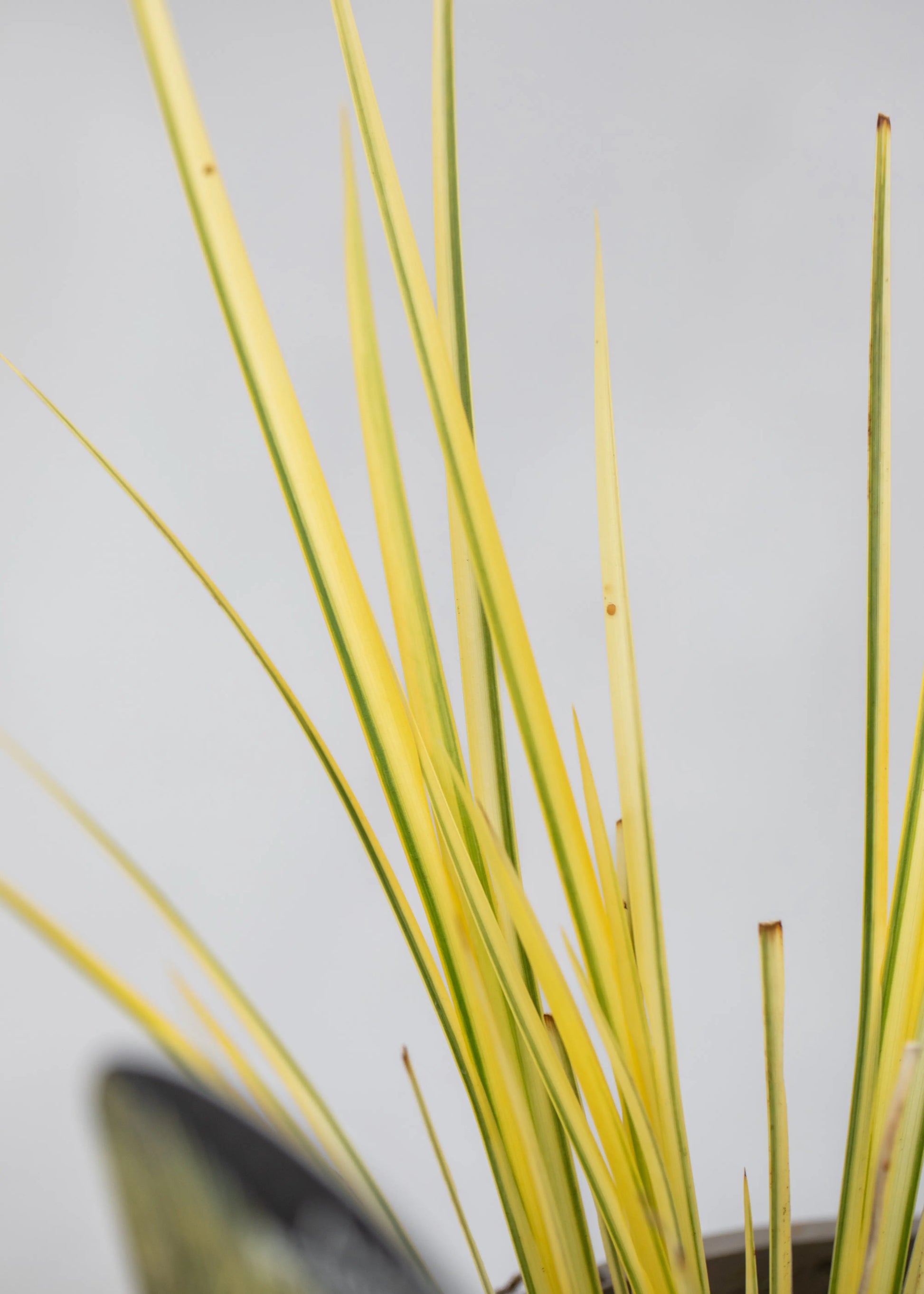 Acorus gramineus 'Ogon'