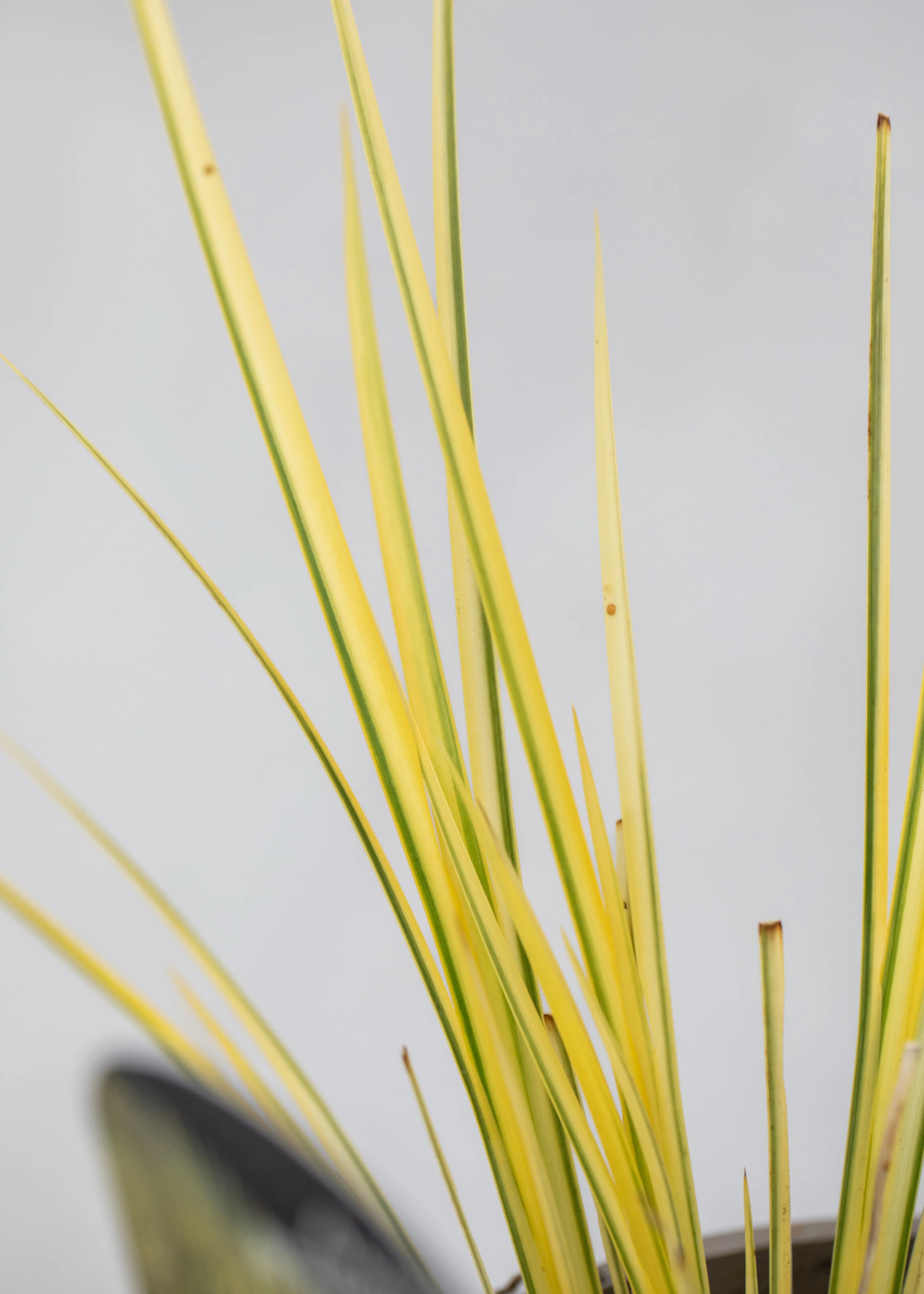 Acorus gramineus 'Ogon'