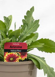 Gaillardia aristata 'Arizona Sun'