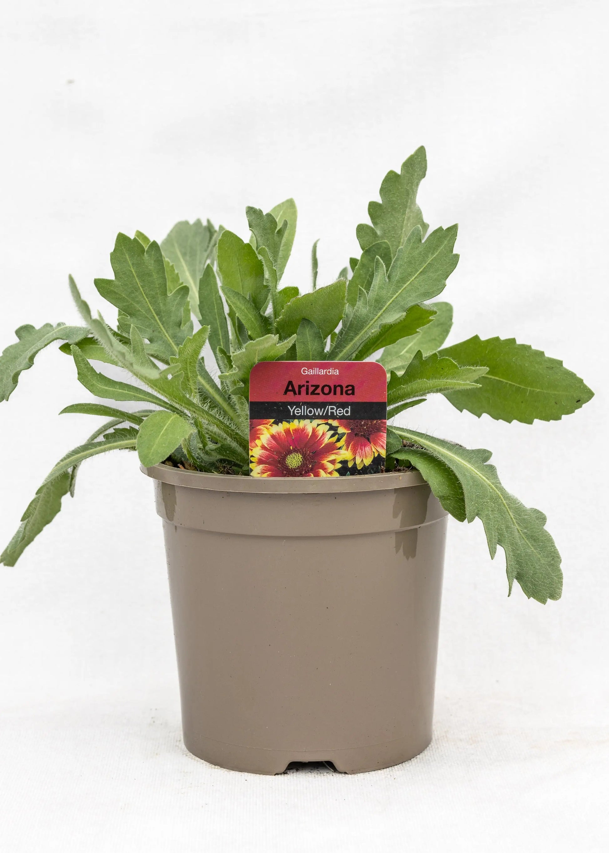 Gaillardia aristata 'Arizona Sun'