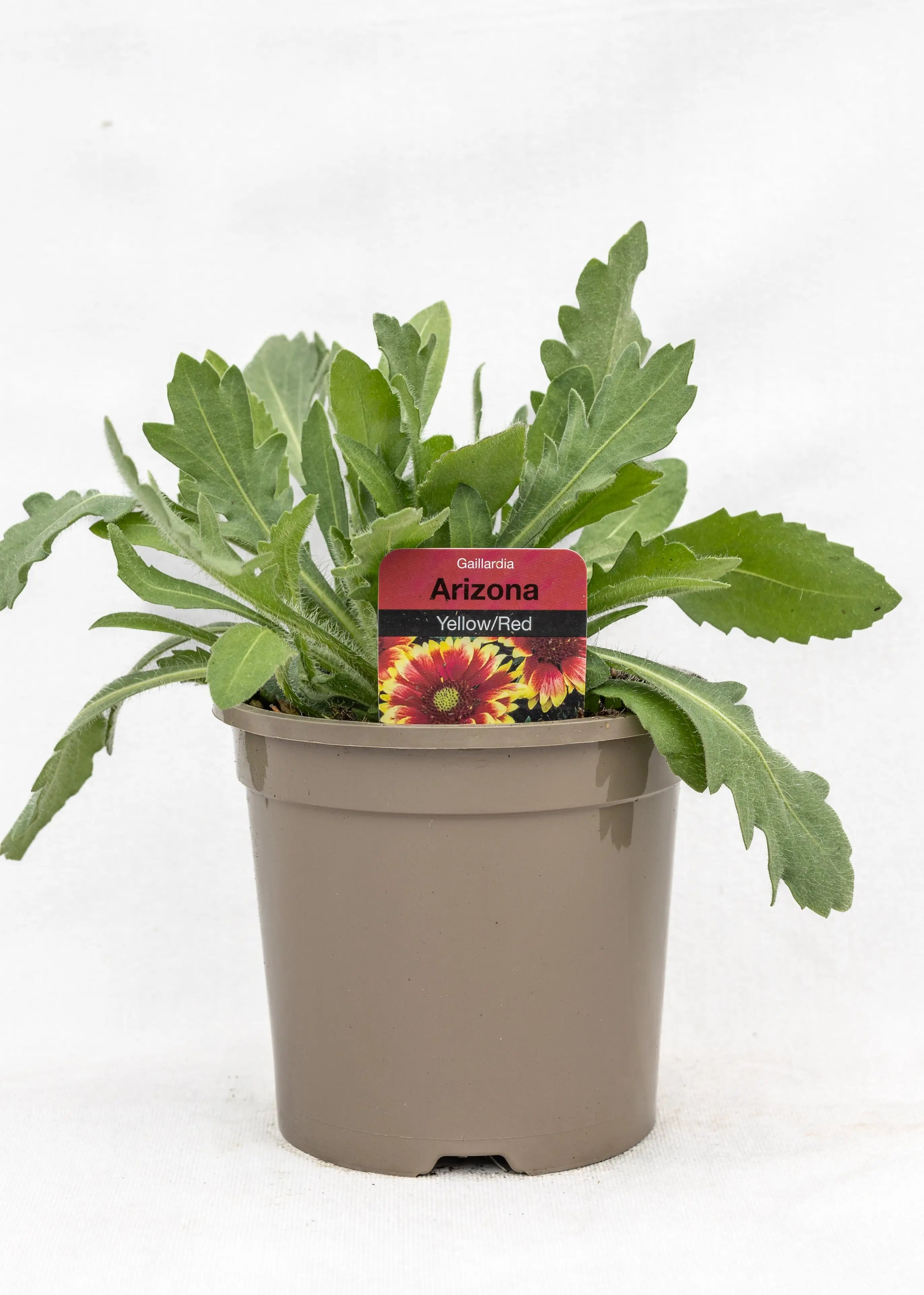 Gaillardia aristata 'Arizona Sun'