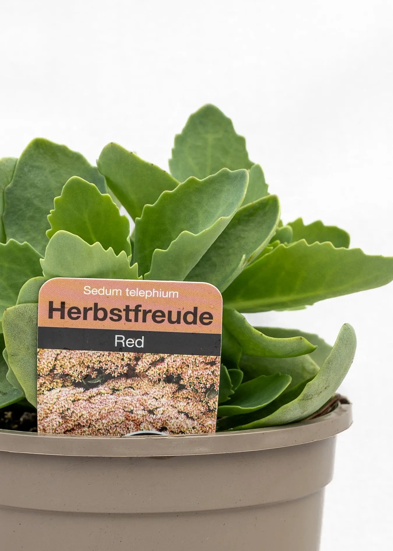 Sedum telephium 'Herbstfreude'