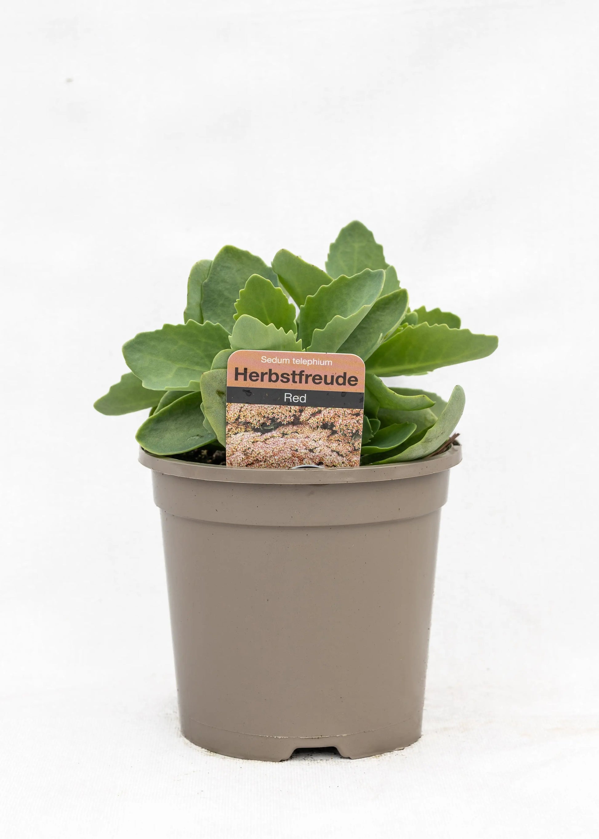 Sedum telephium 'Herbstfreude'