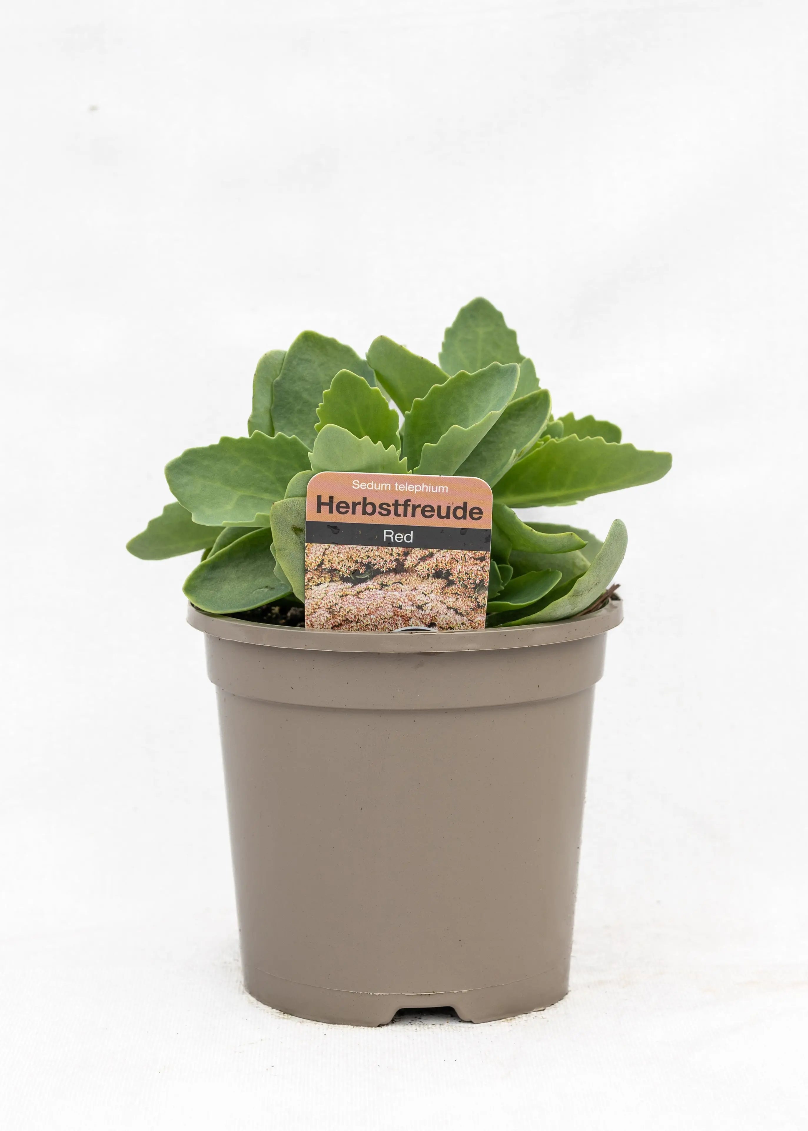 Sedum telephium 'Herbstfreude'