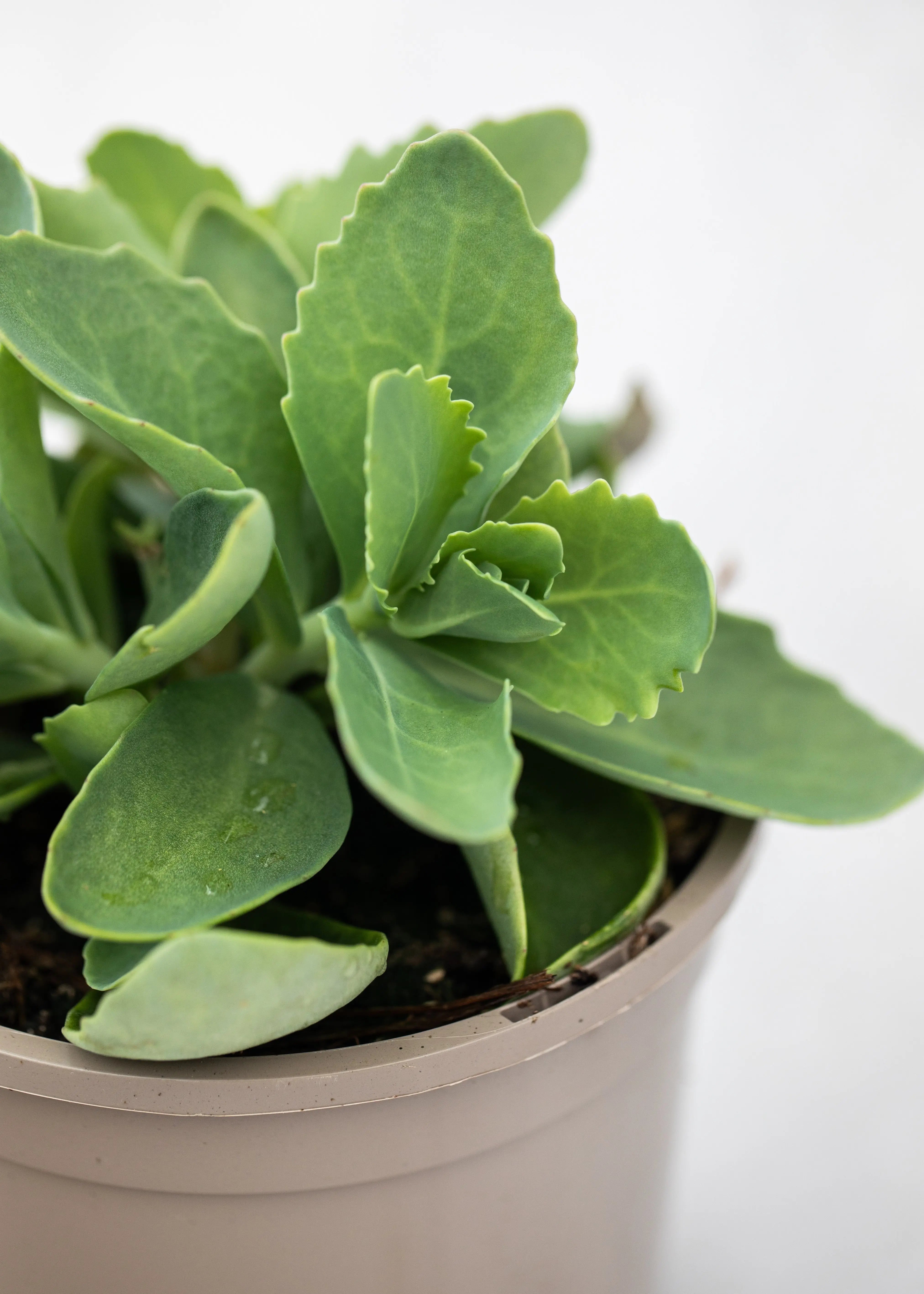Sedum telephium 'Herbstfreude'