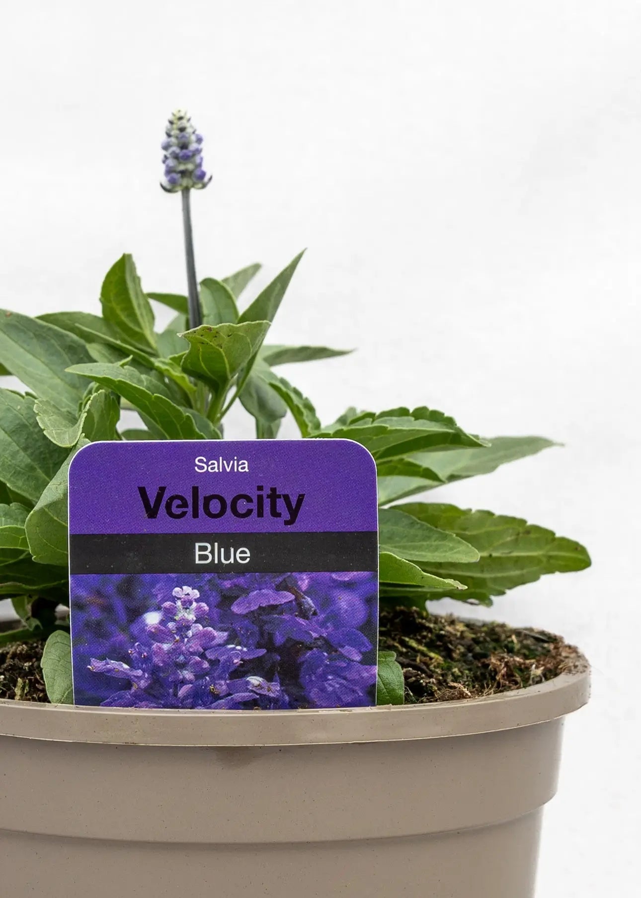Salvia farinacea 'Velocity Blue'