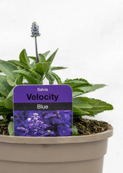 Salvia farinacea 'Velocity Blue'