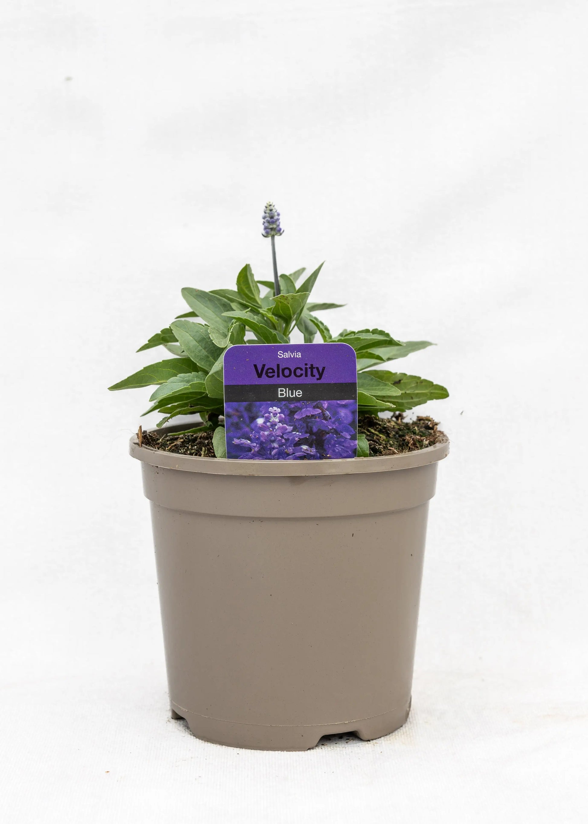 Salvia farinacea 'Velocity Blue'