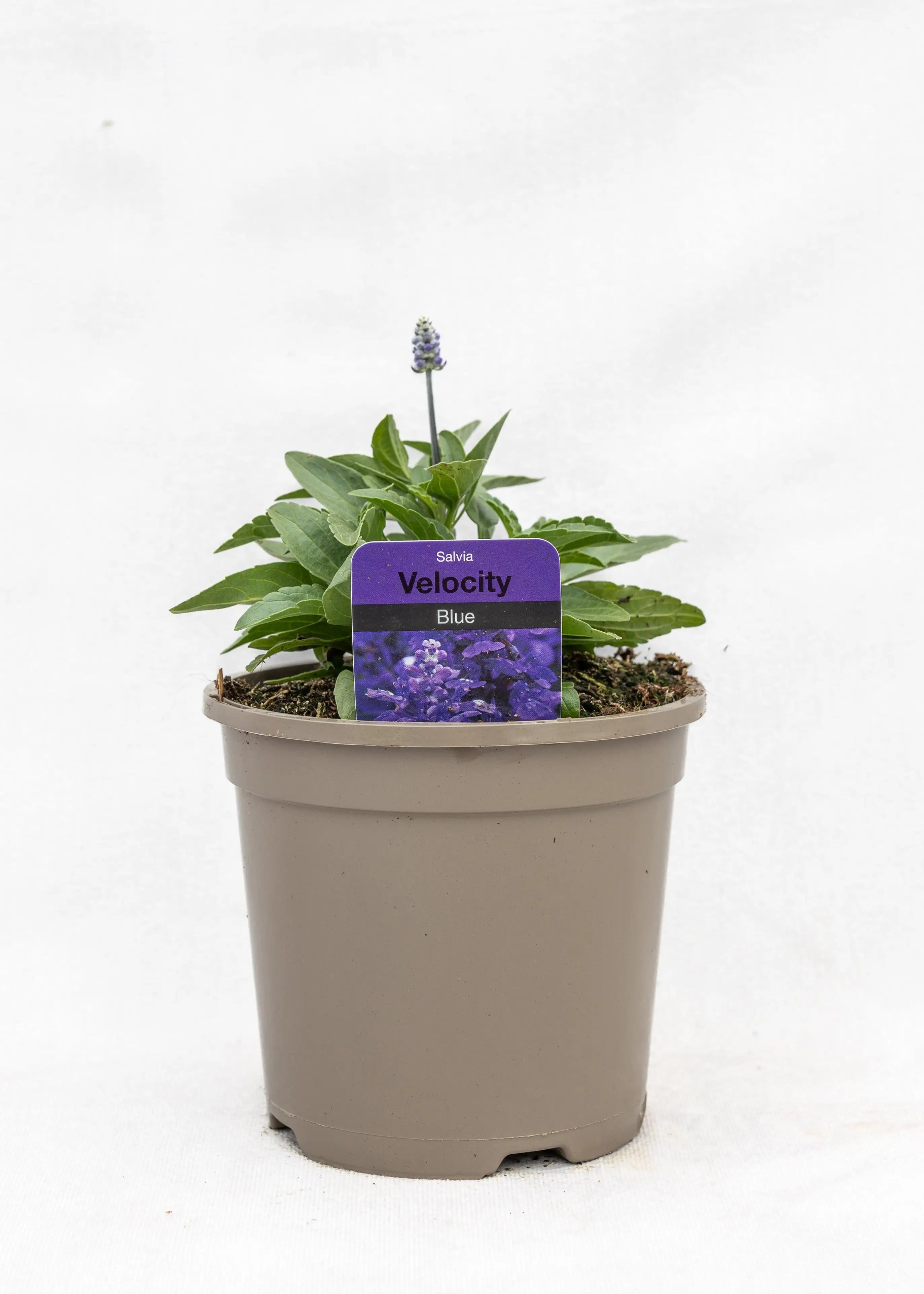 Salvia farinacea 'Velocity Blue'