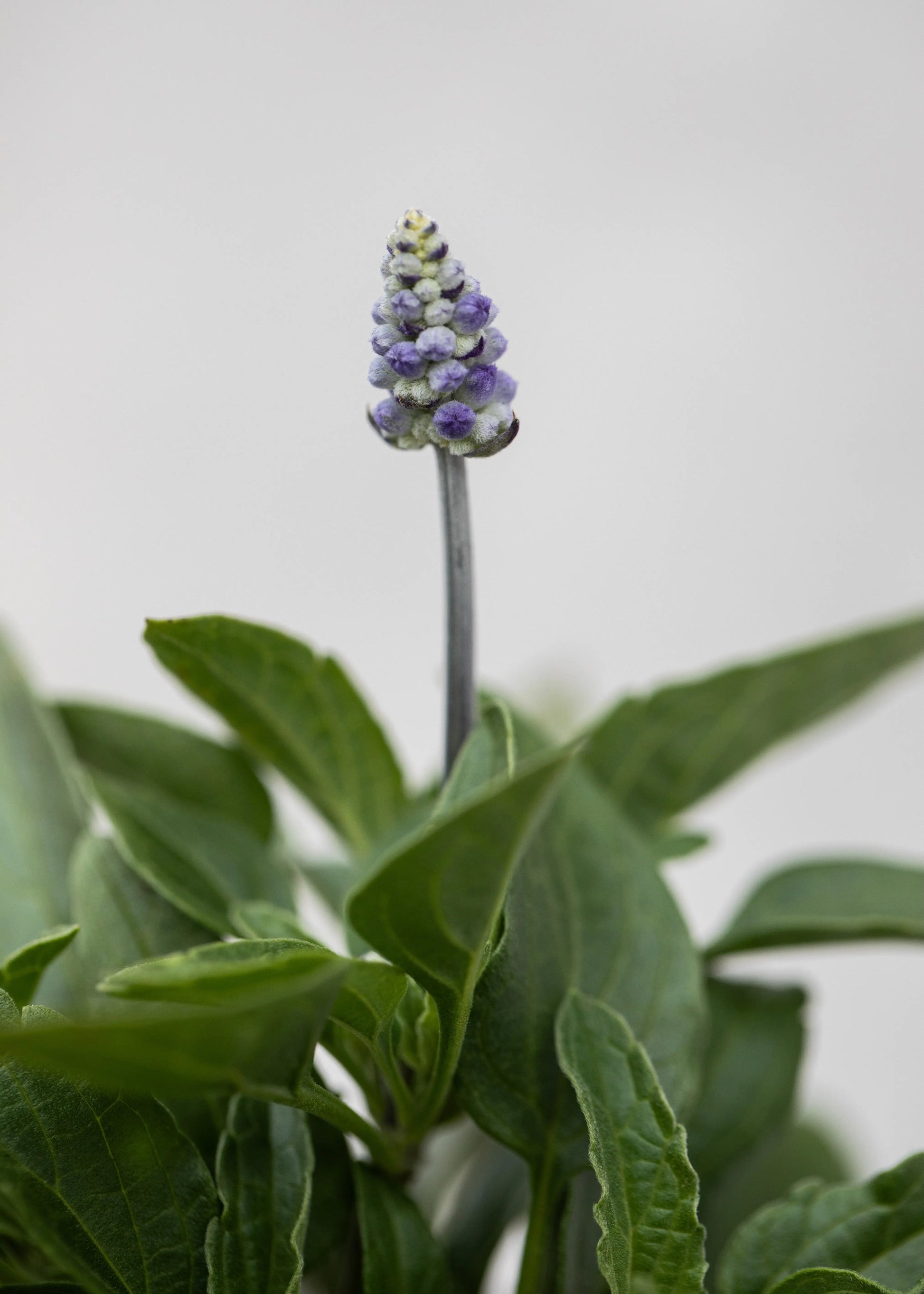 Salvia farinacea 'Velocity Blue'