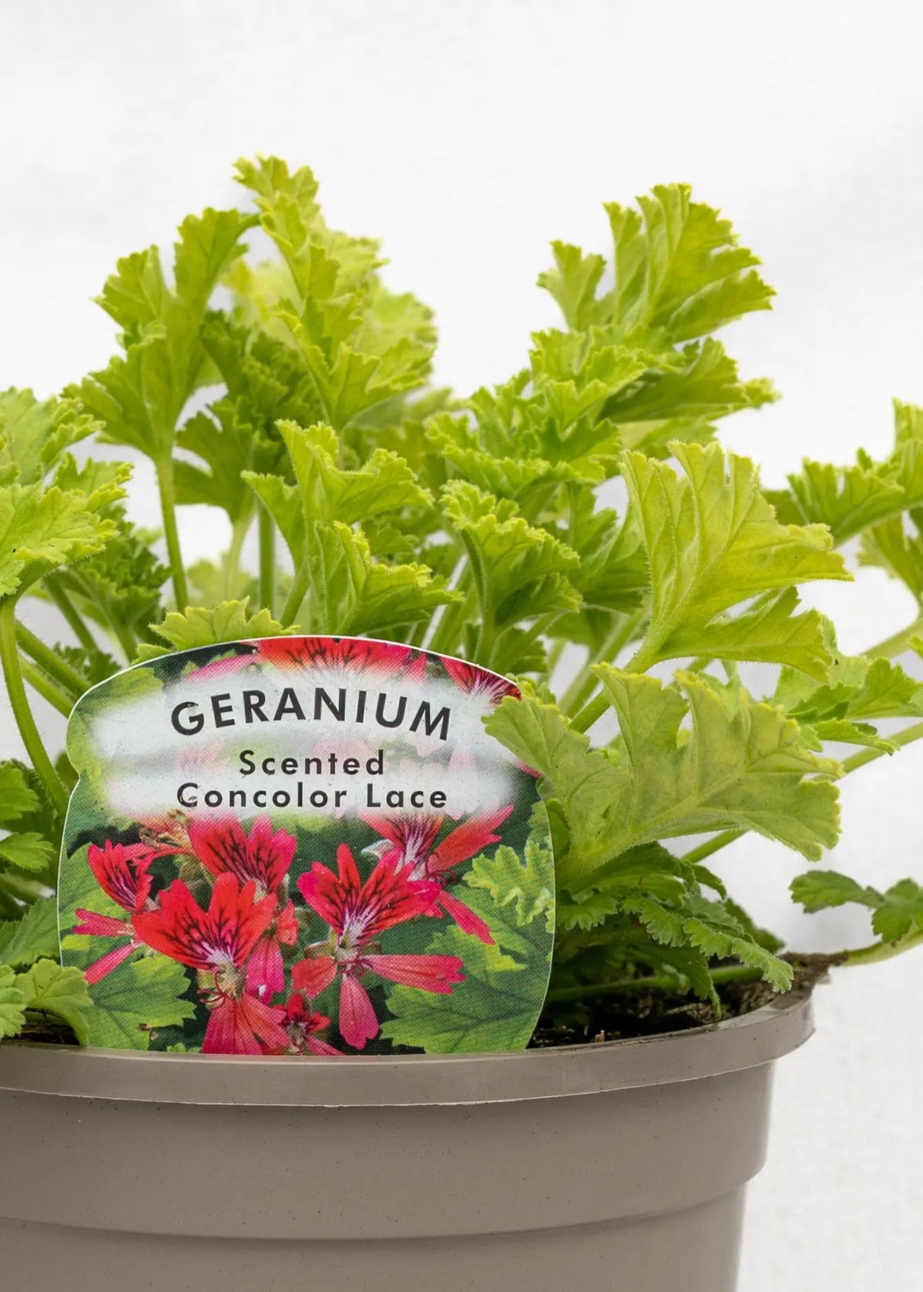 Geranium Scented 'Concolor Lace'