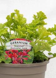 Geranium Scented 'Concolor Lace'