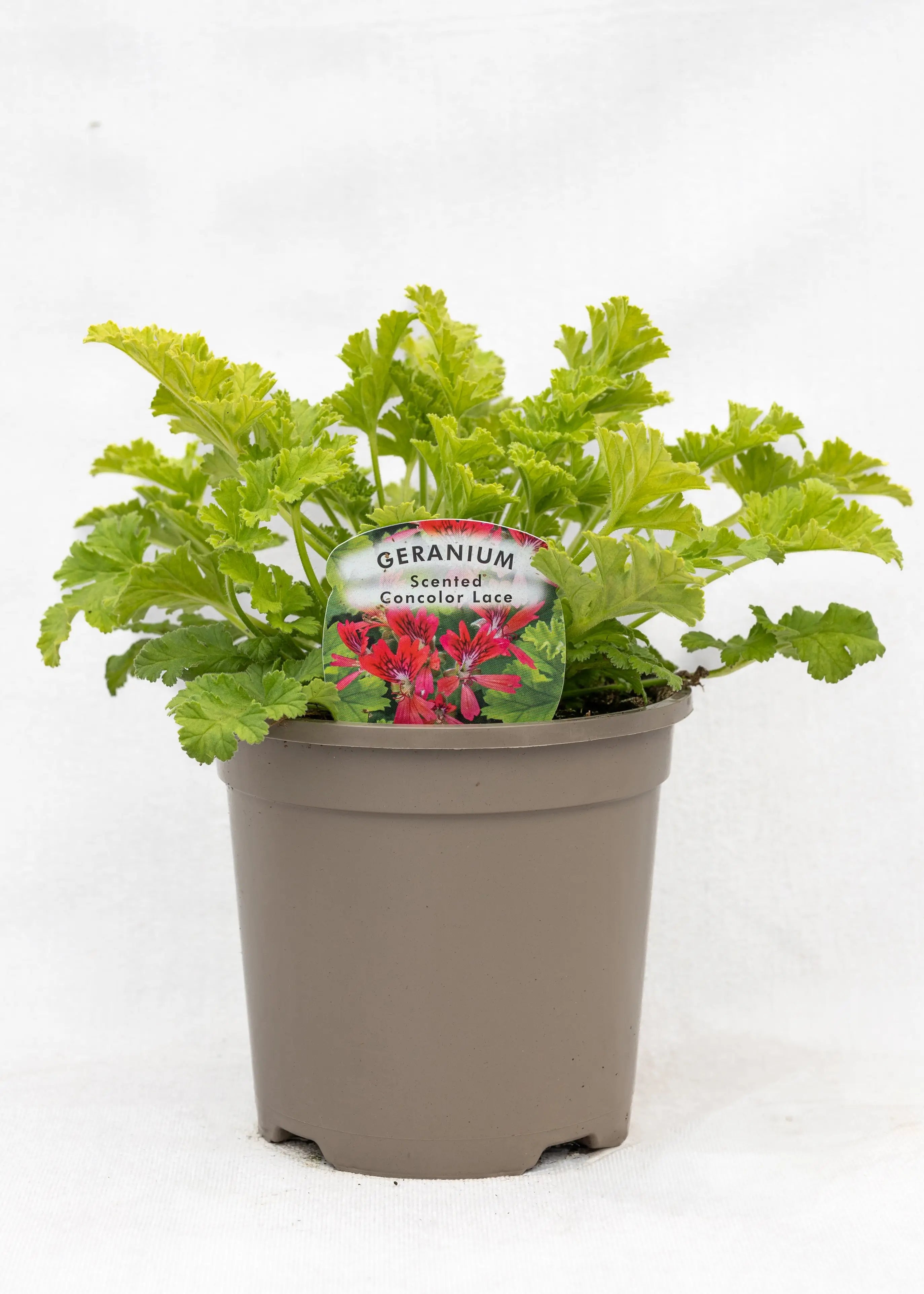 Geranium Scented 'Concolor Lace'