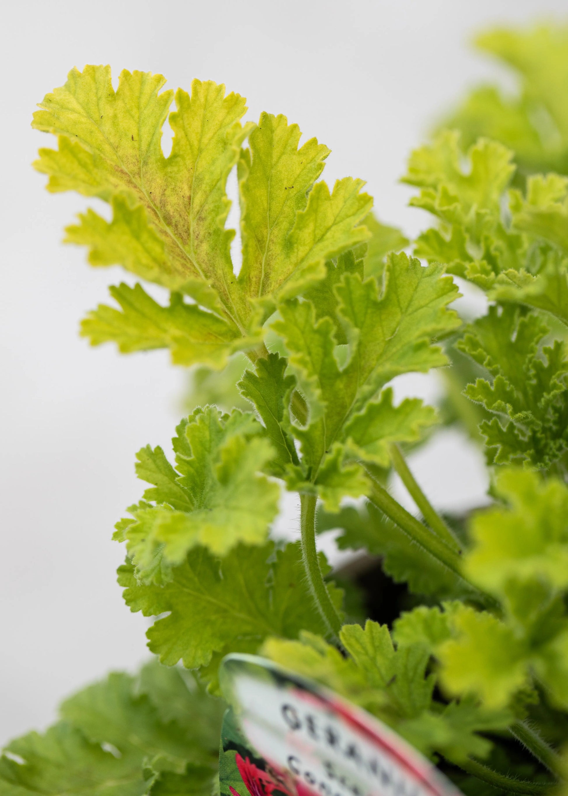 Geranium Scented 'Concolor Lace'