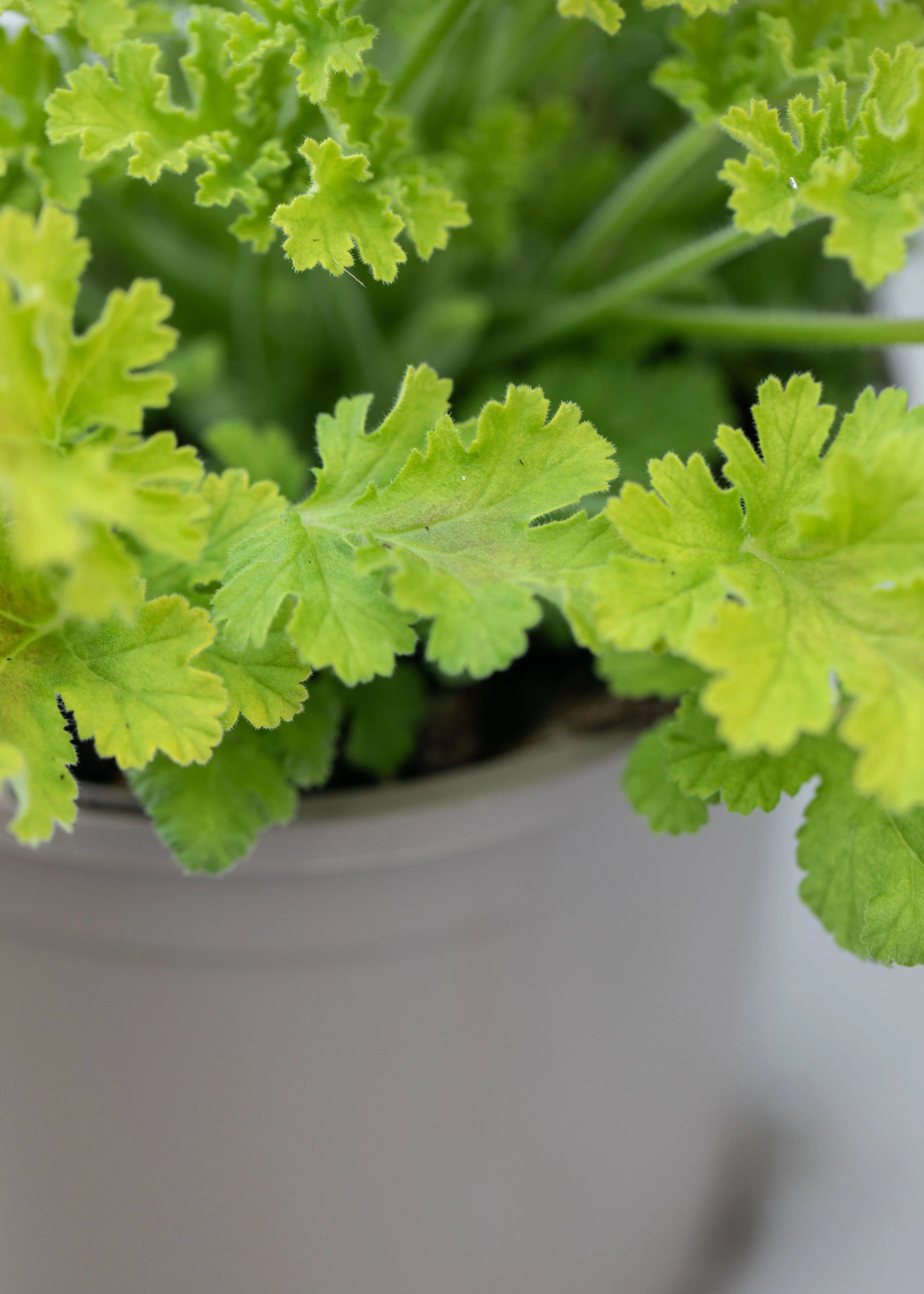 Geranium Scented 'Concolor Lace'