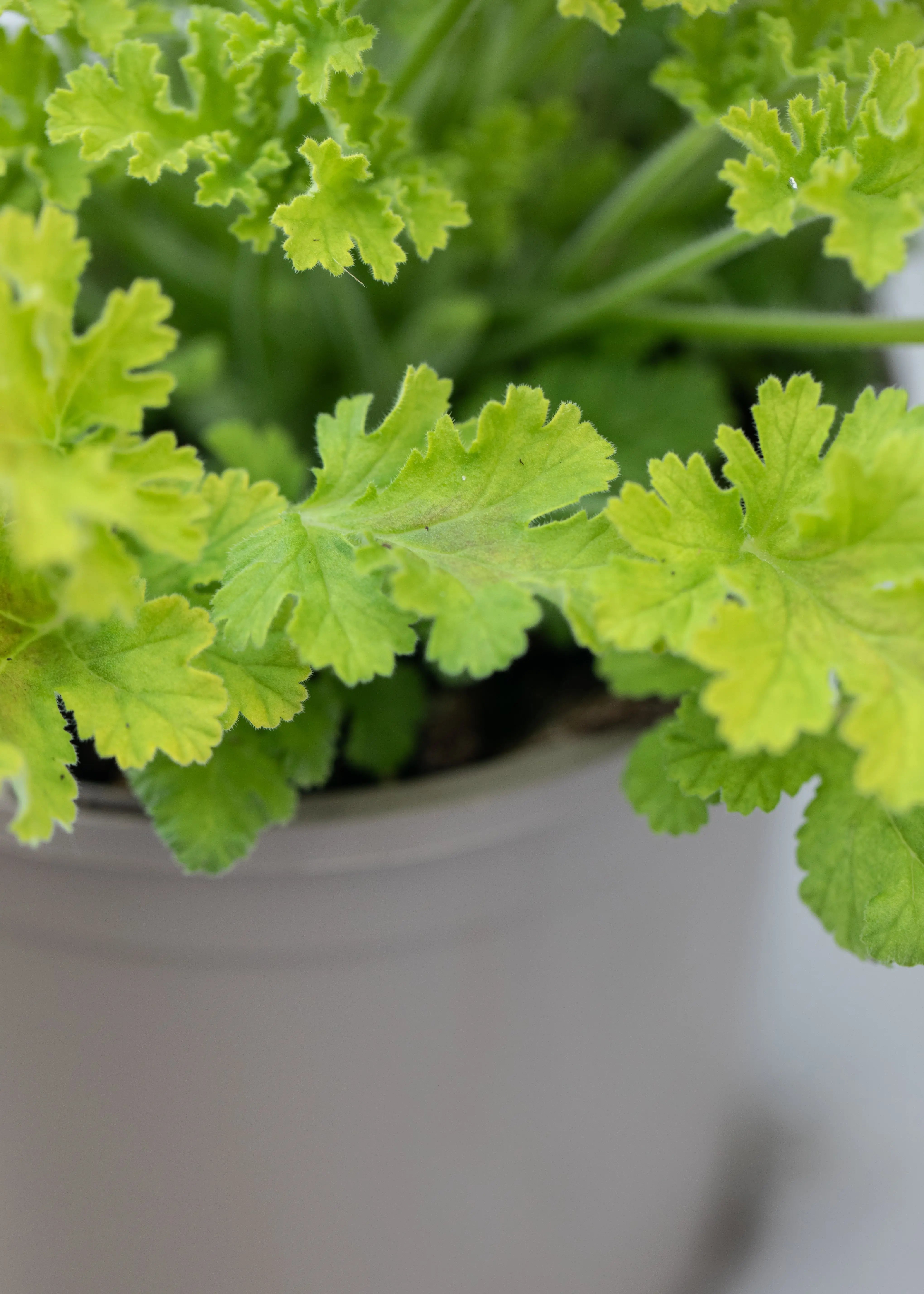 Geranium Scented 'Concolor Lace'