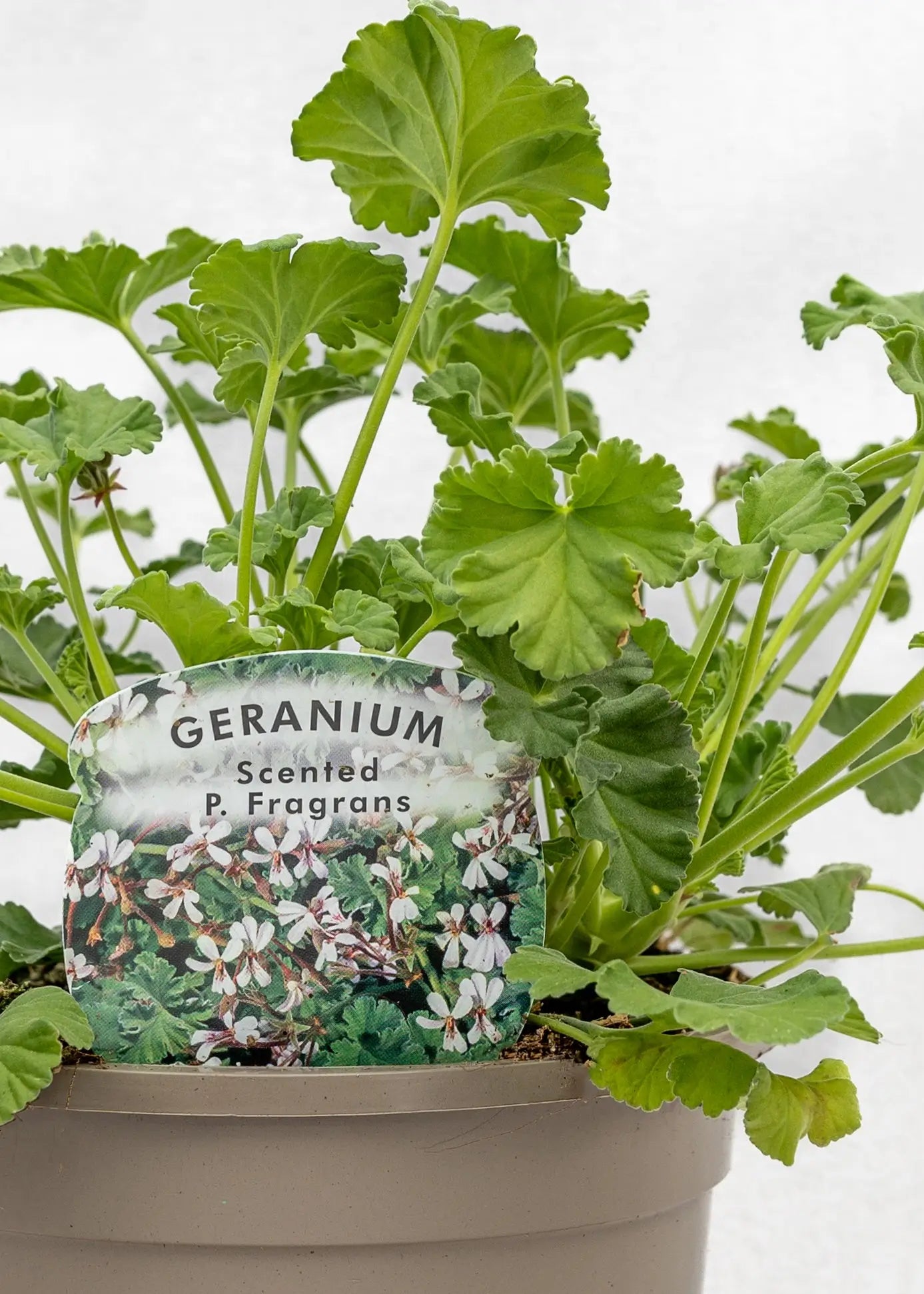 Geranium Scented 'P Fragrans'